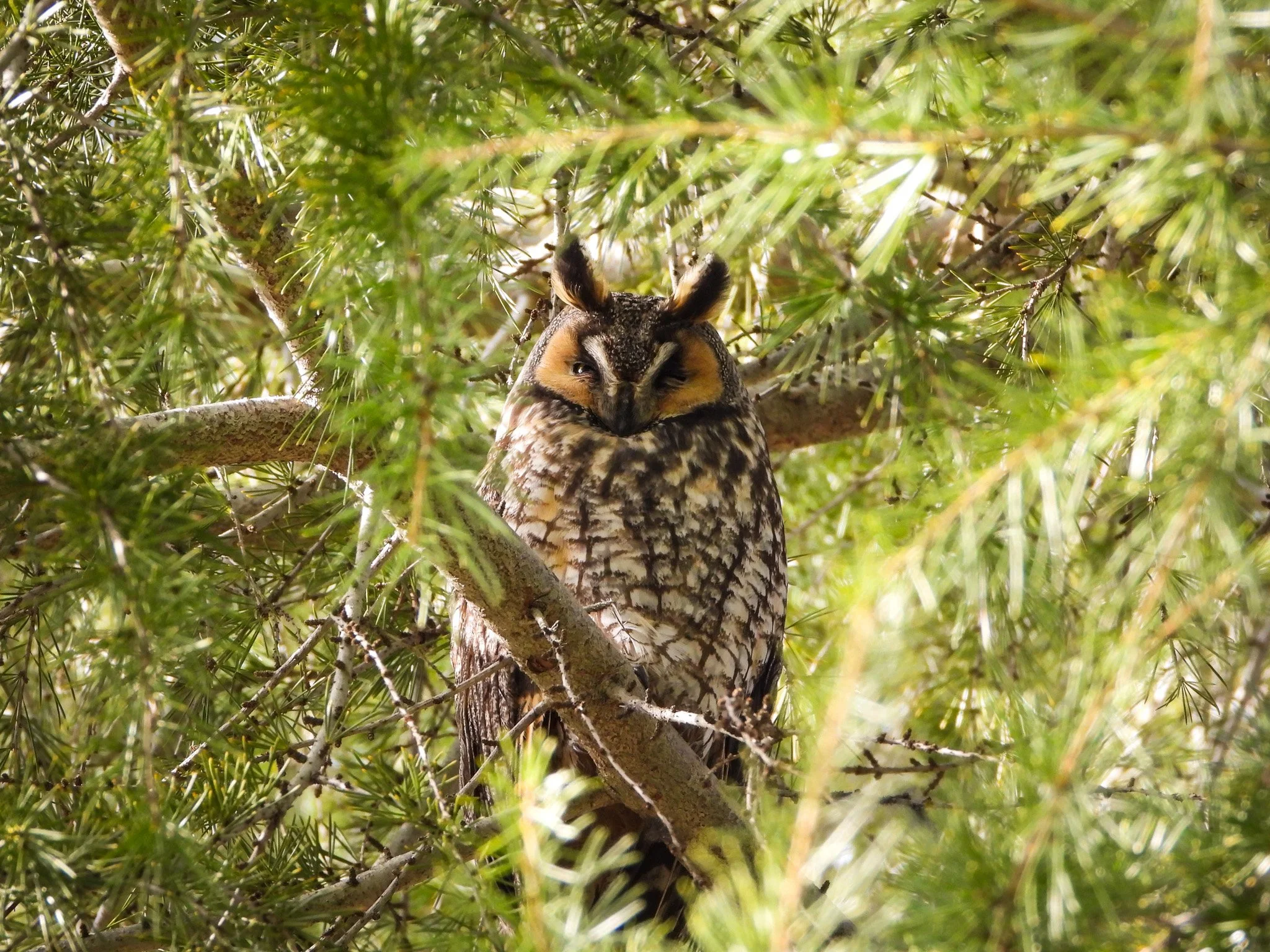 Short-eared Owl