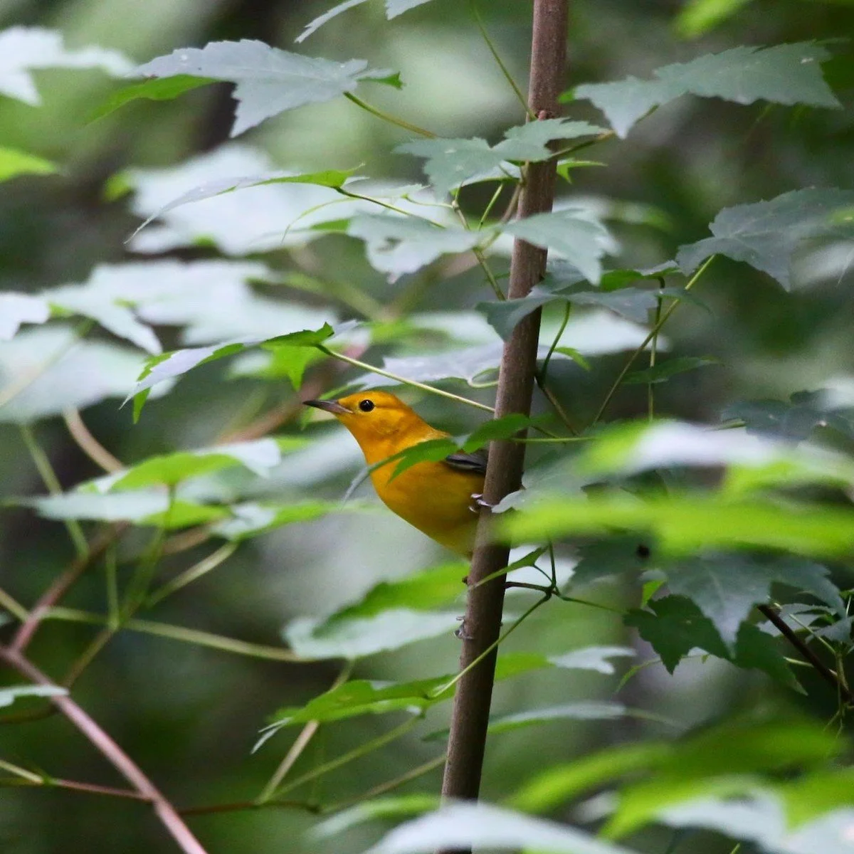Prothonotary Warbler