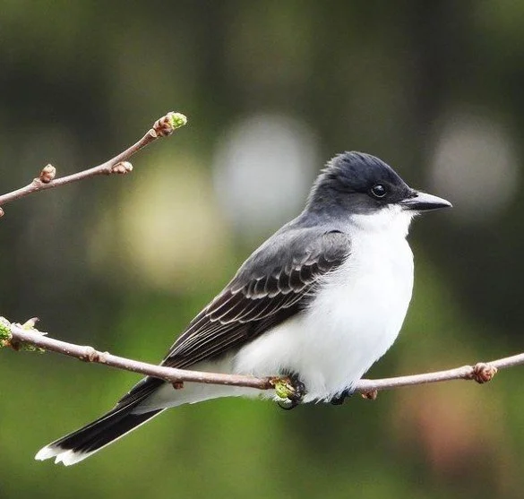 Eastern Kingbird