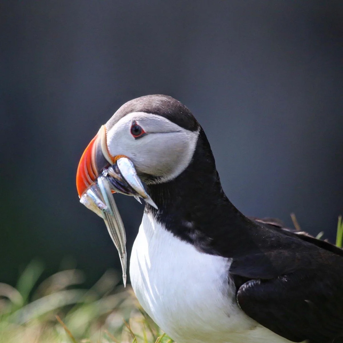 Atlantic Puffin