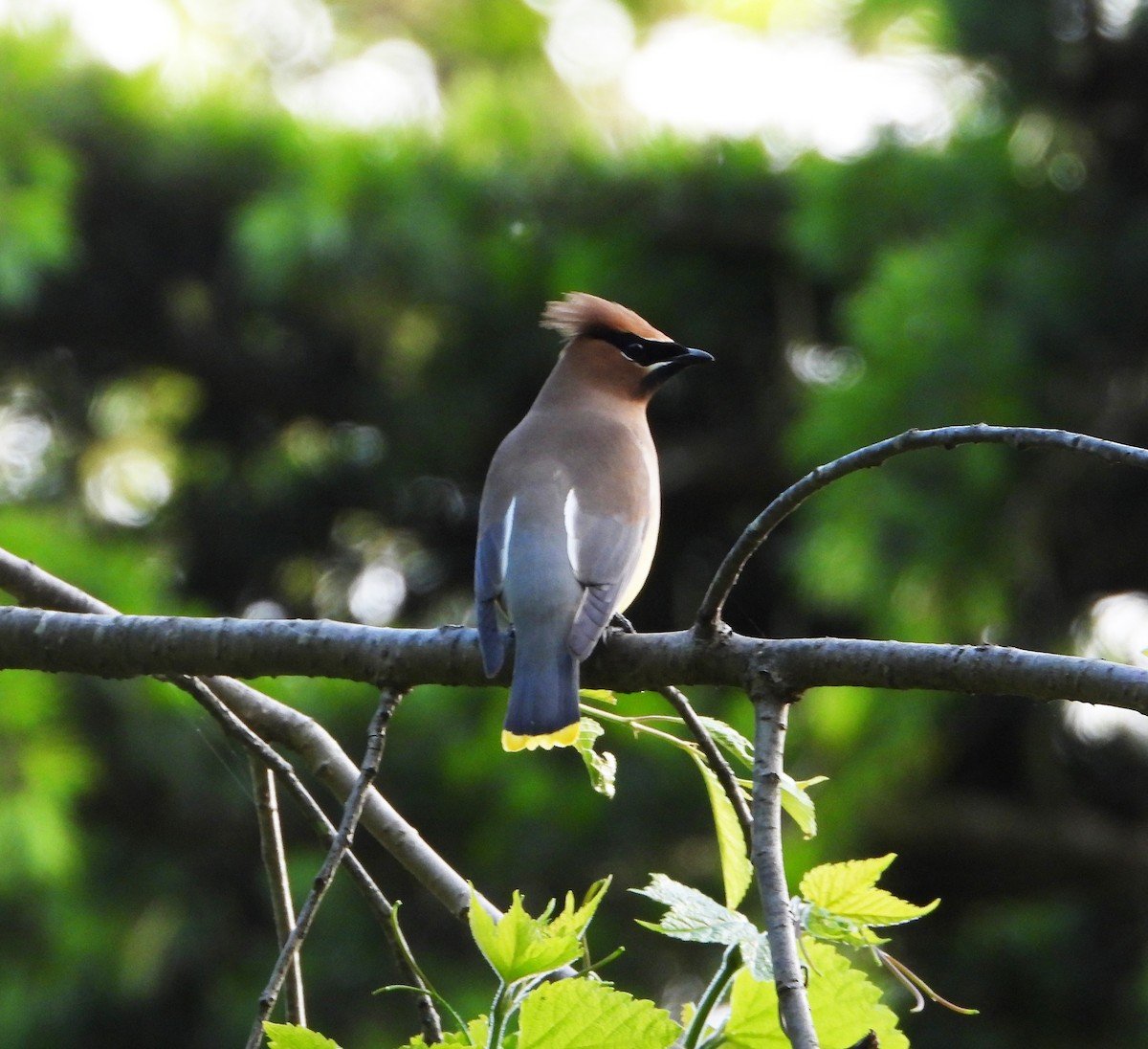 Cedar Waxing