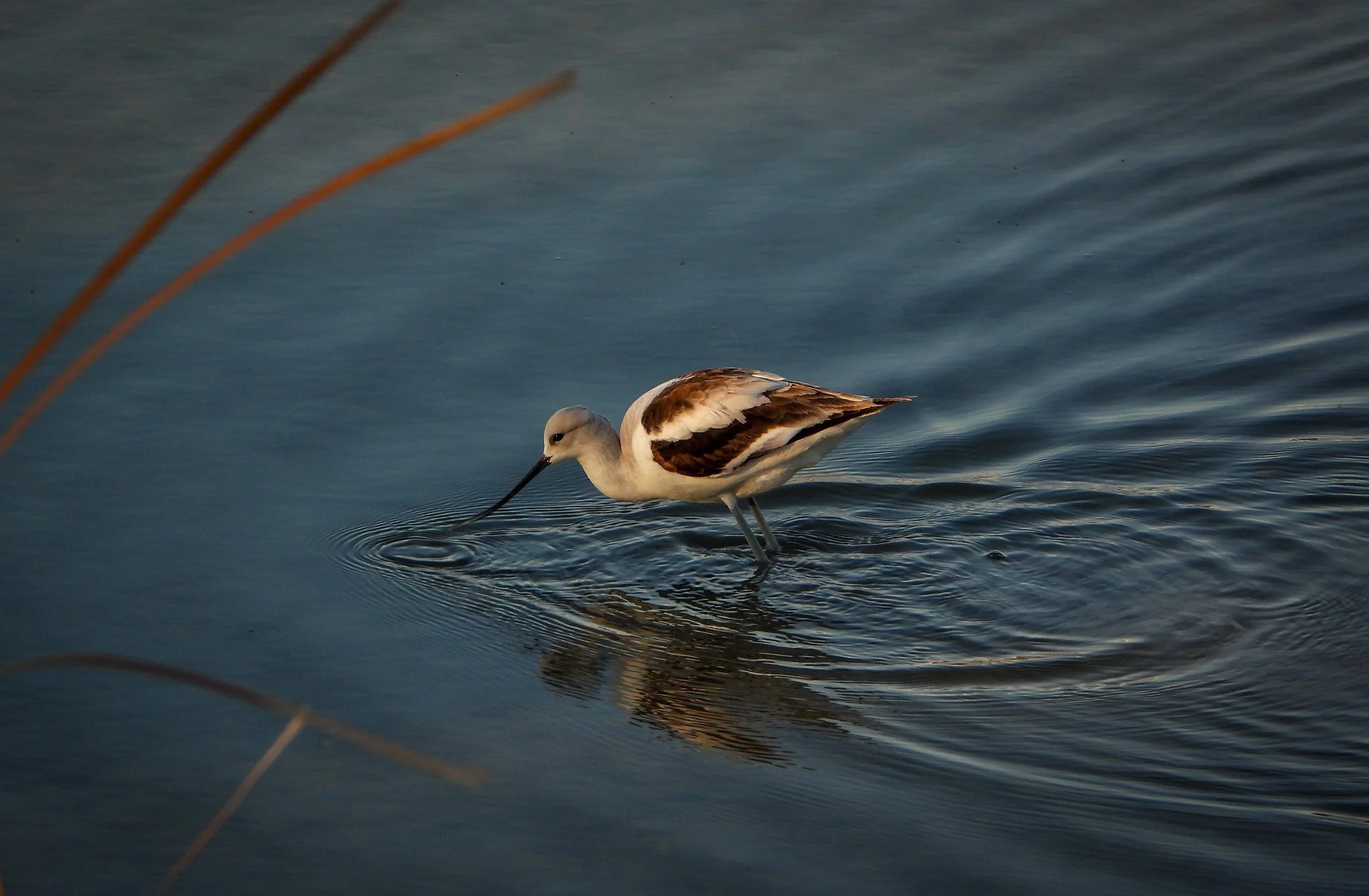 American Avocet