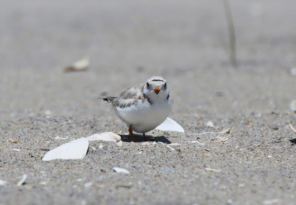 Piping Plover