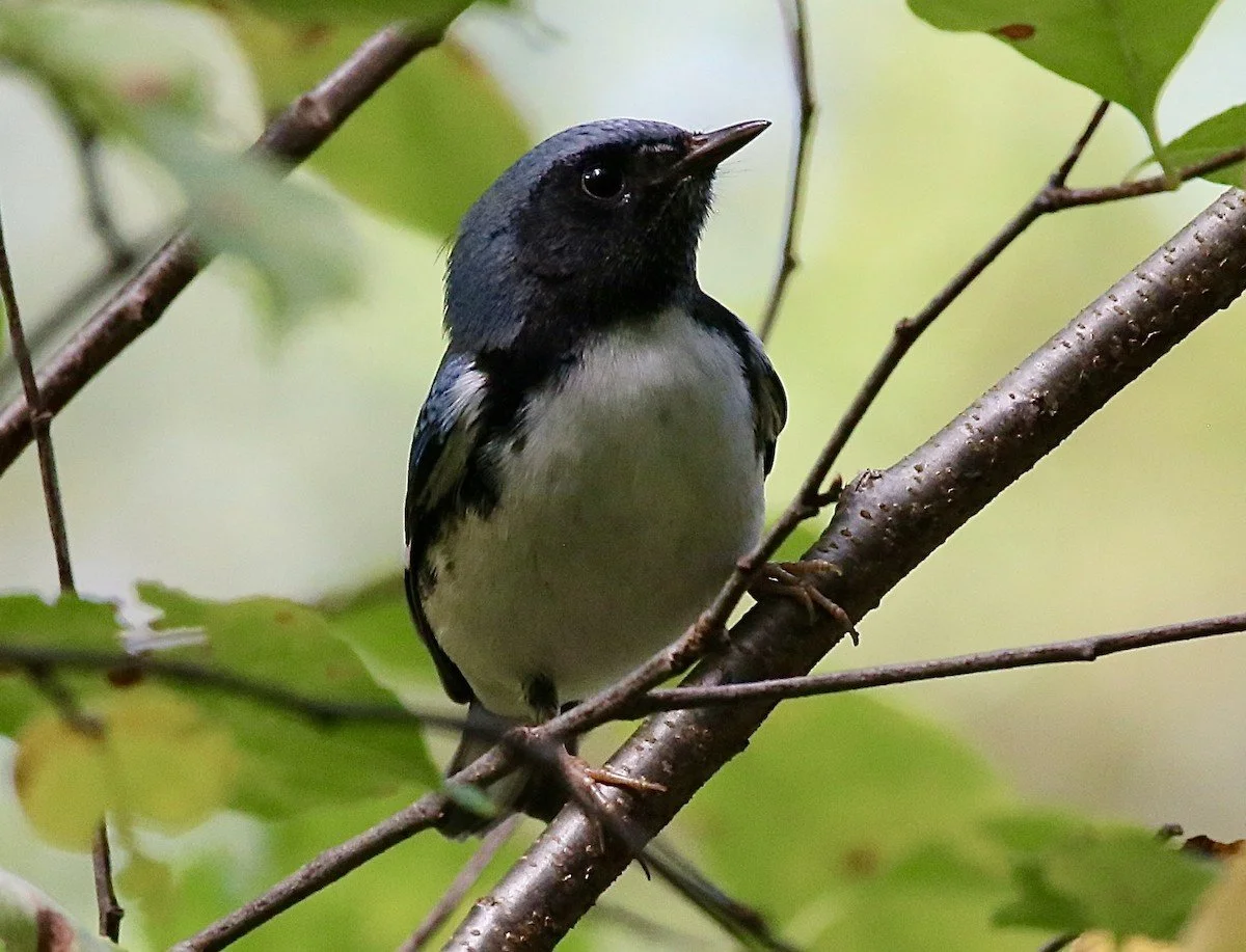 Black-throated Blue Warbler