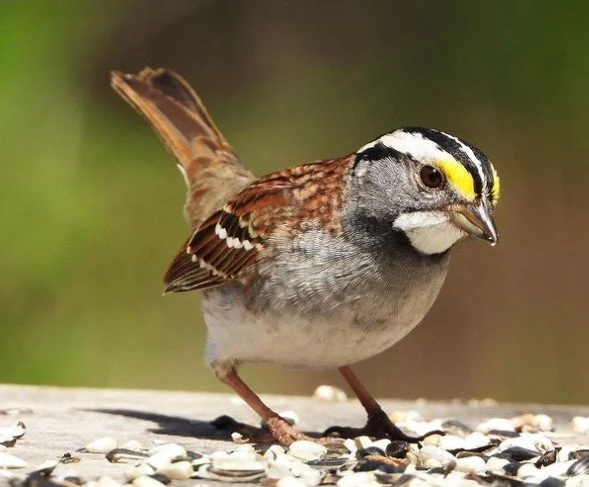 White-throated Sparrow