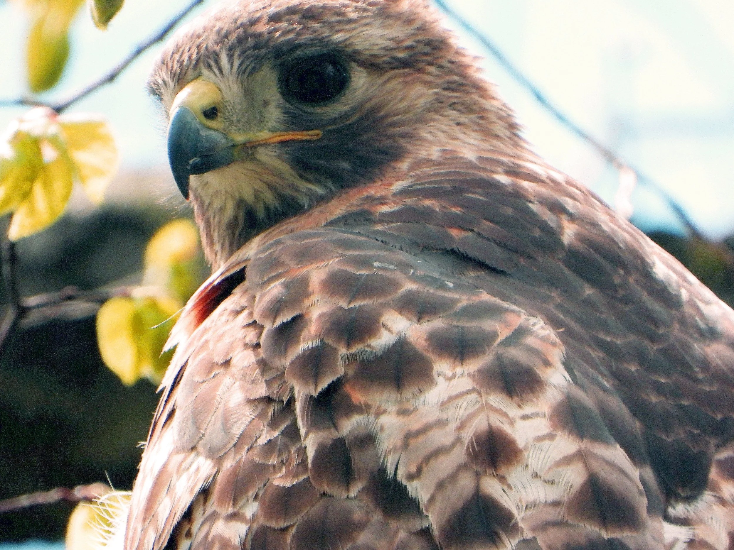 Red-tailed Hawk