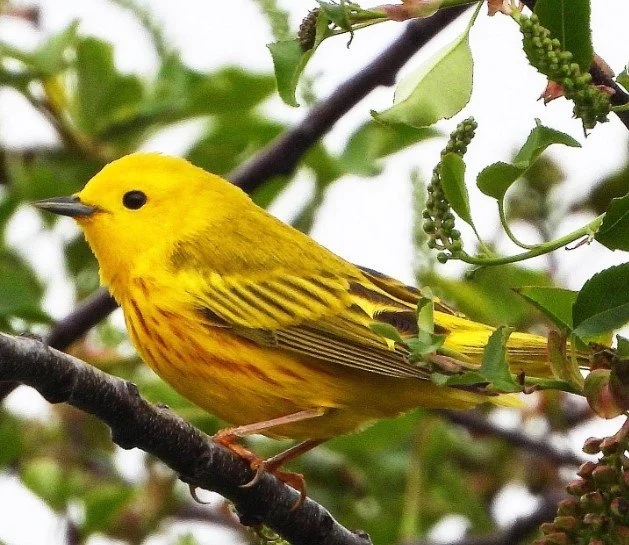 Yellow Warbler