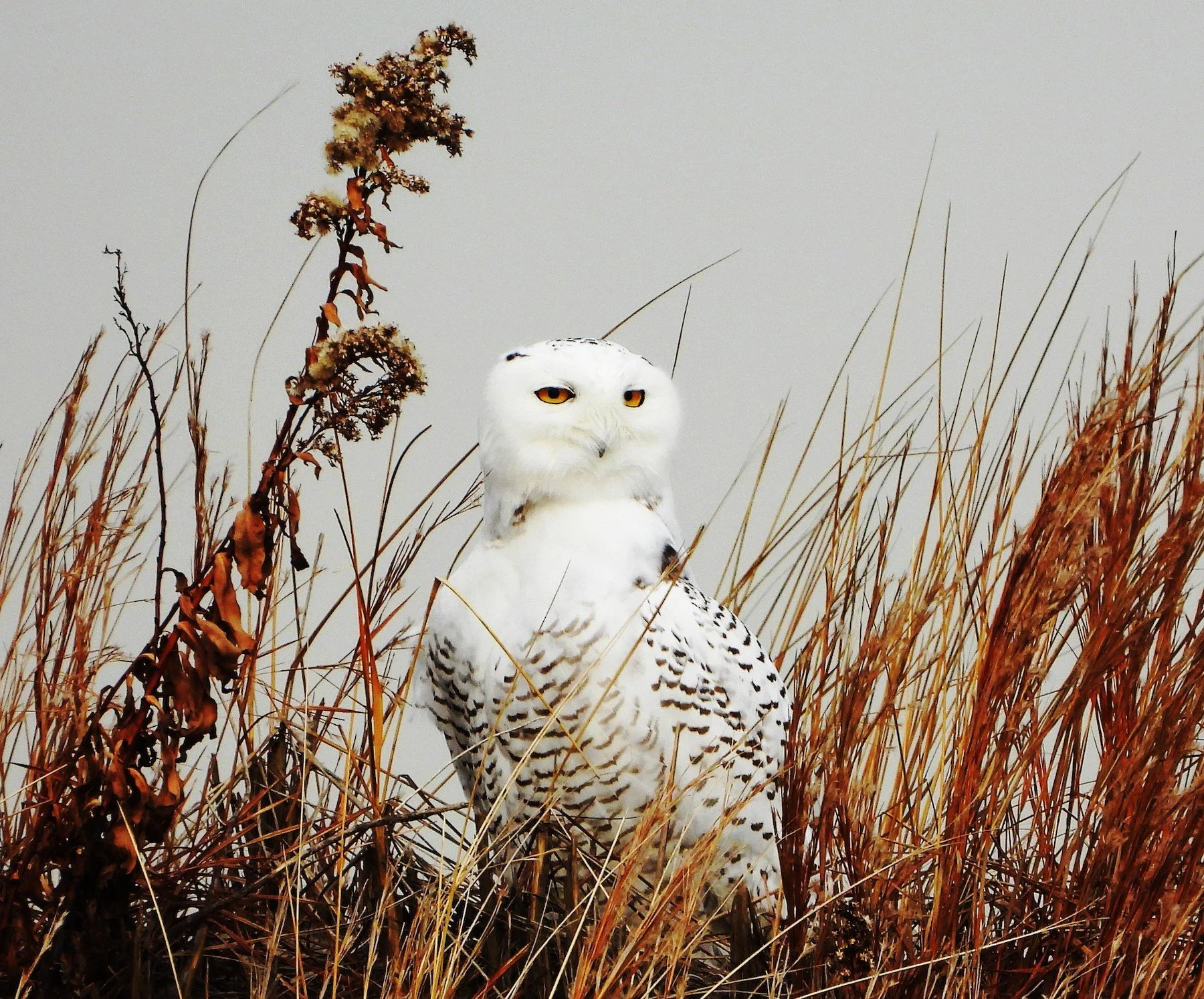 Snowy Owl