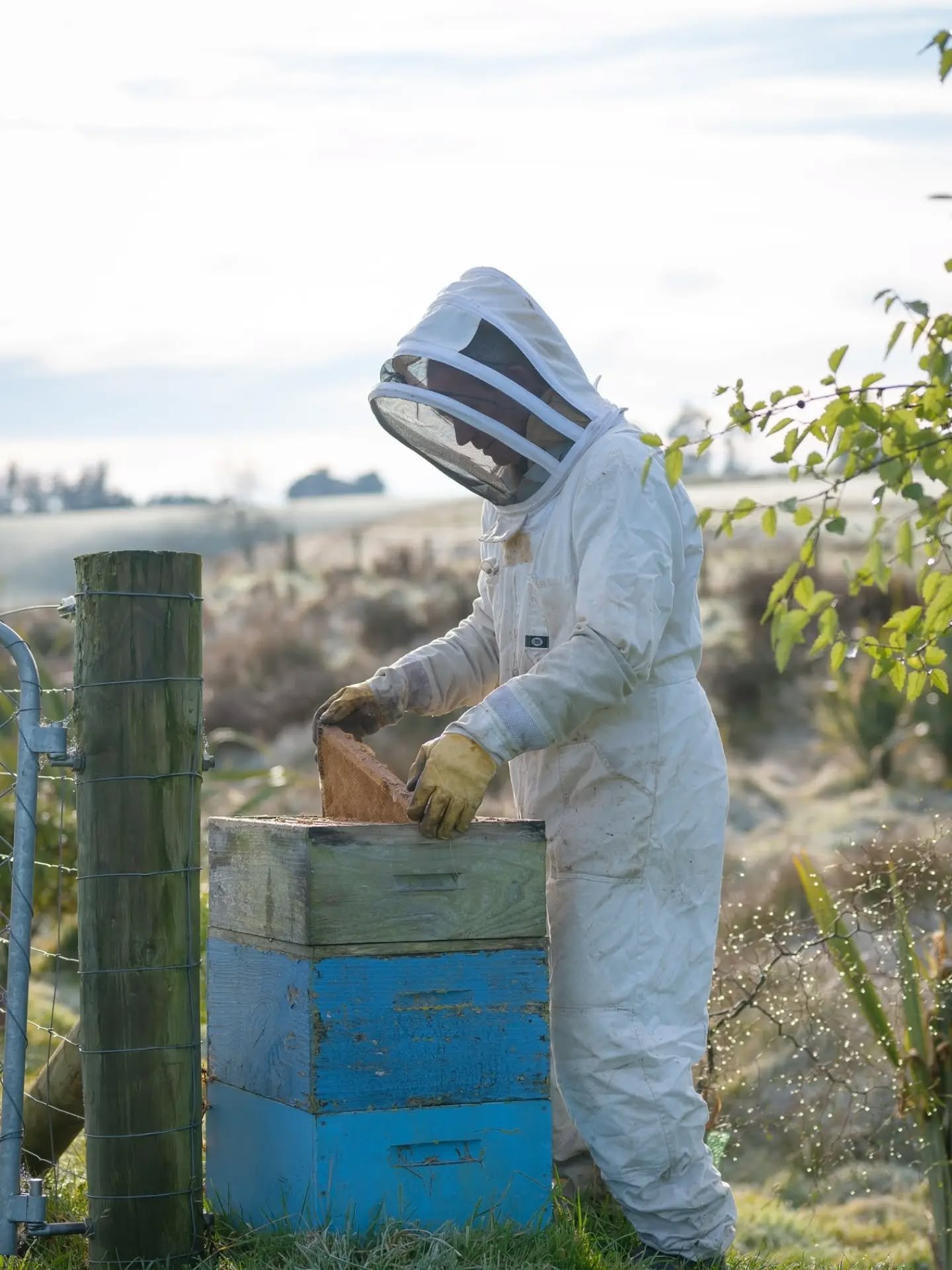 ✨ Milton Business Spotlight: Milburn Honey Farm | Otago Gold Honey ✨

From hive to table, Carlee and Tim at Milburn Honey Farm are continuing a family legacy that's been producing award-winning honey for generations. Based on their family property at