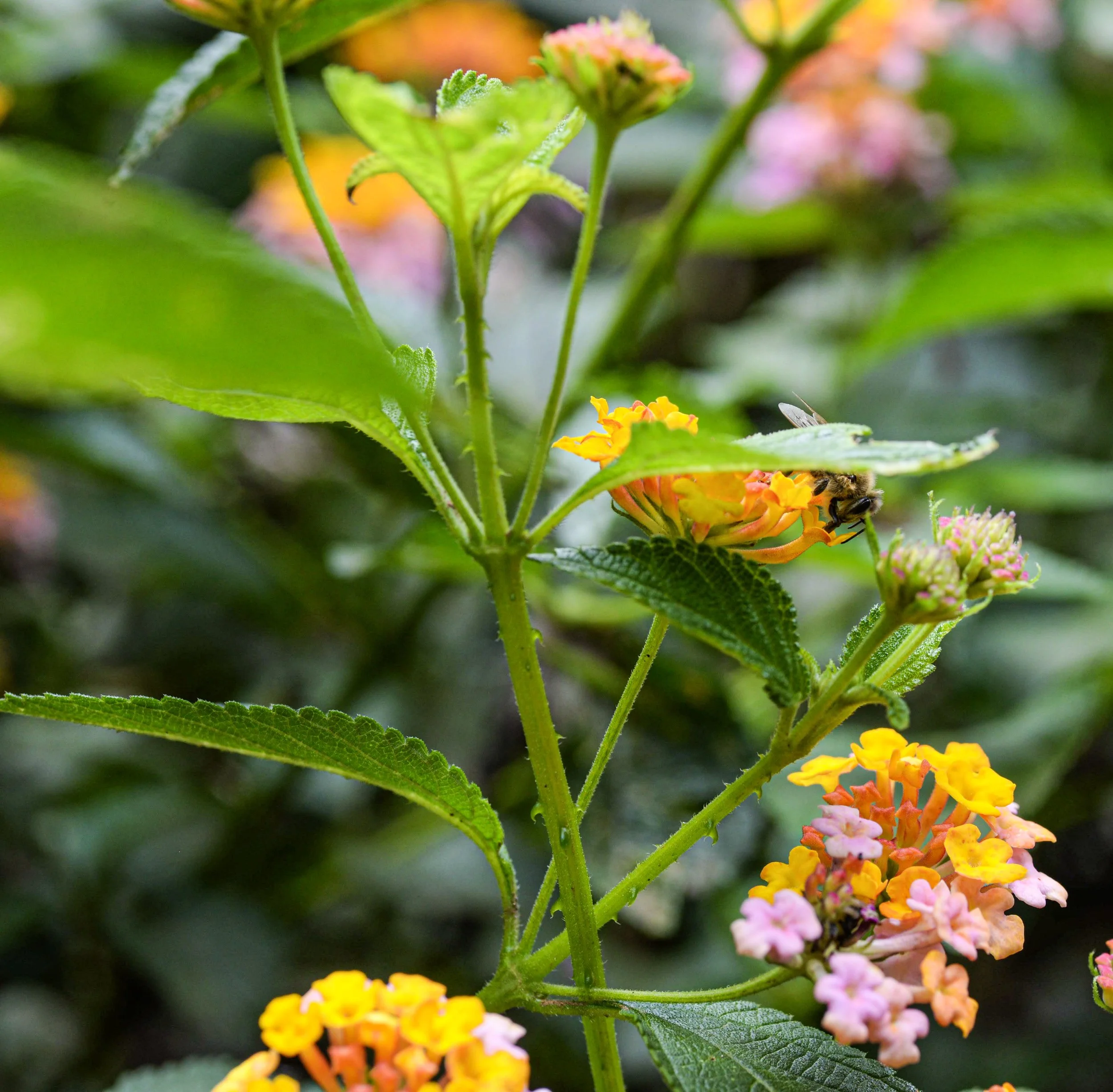 bee-collorful-flowers