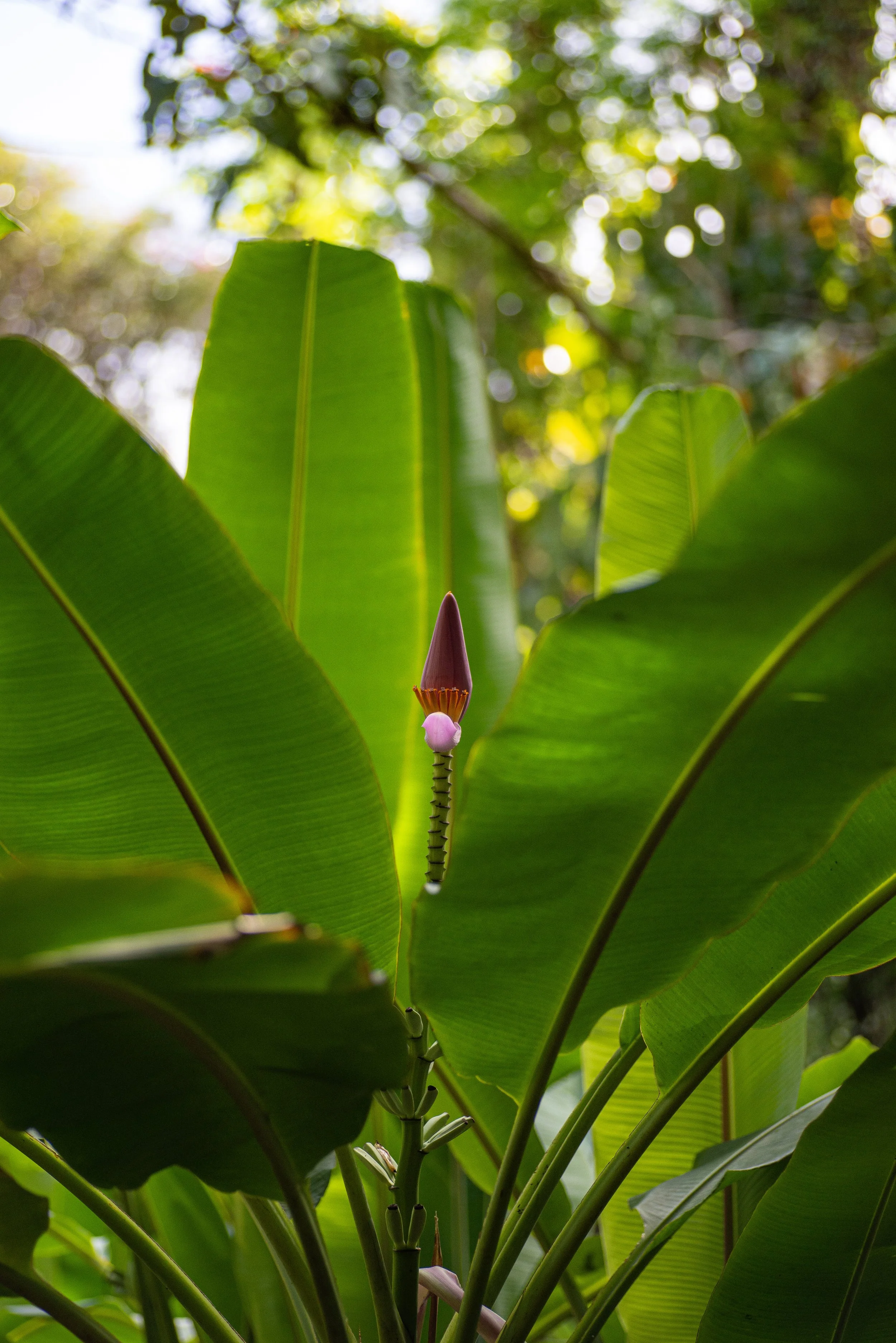 banana-flower-leaf
