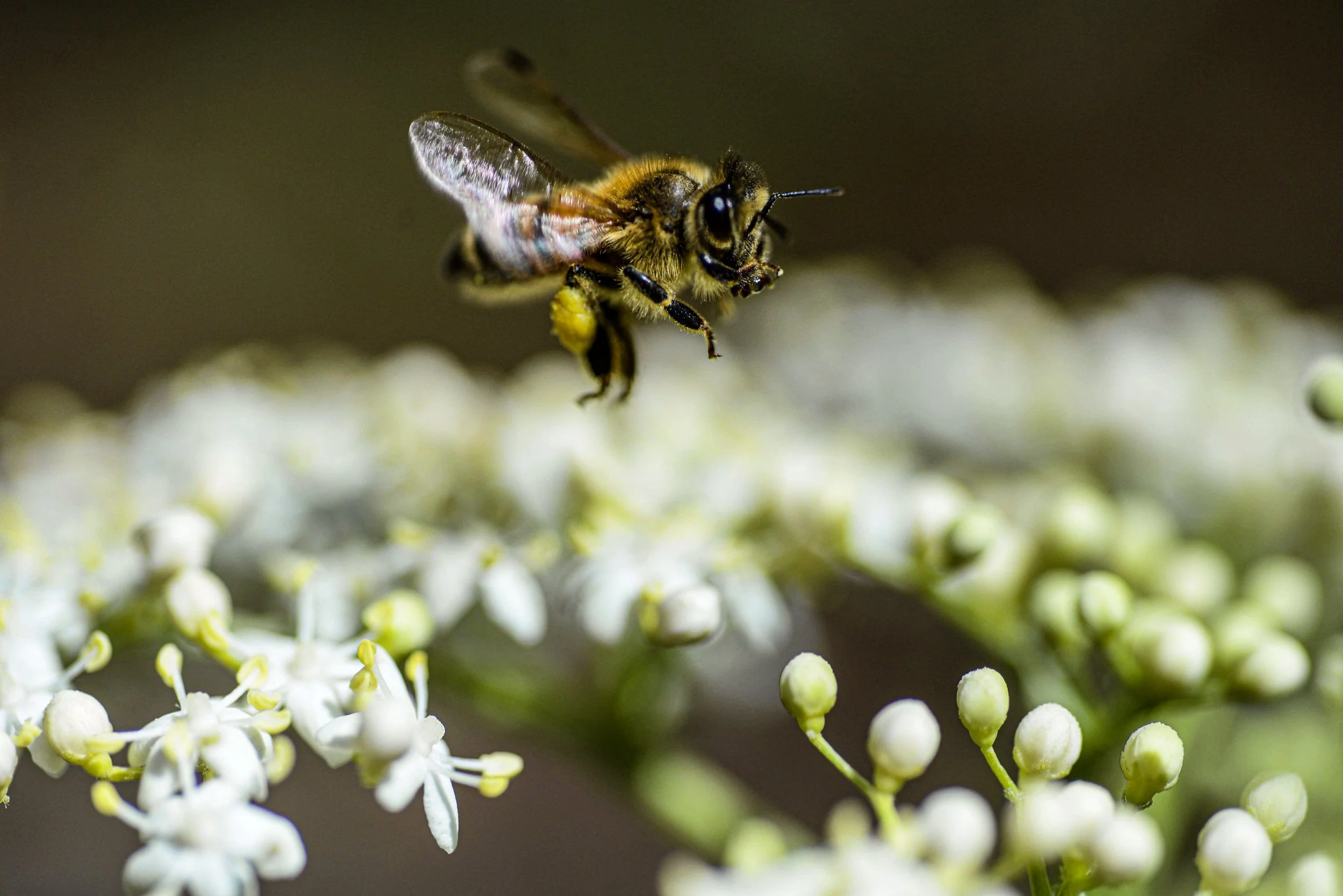 bee-pollen-flying-macro