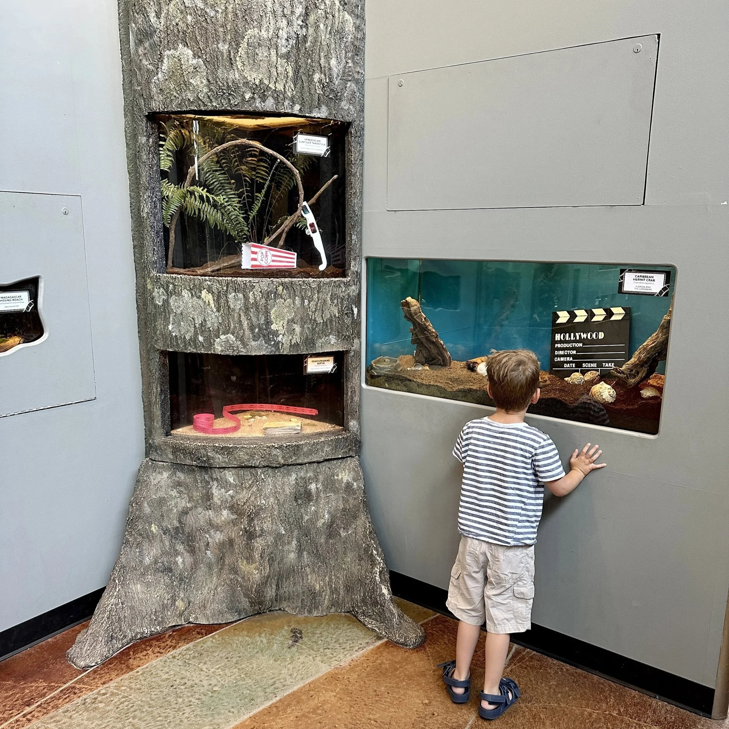 Things to do in St. Louis with Kids Butterfly house STL