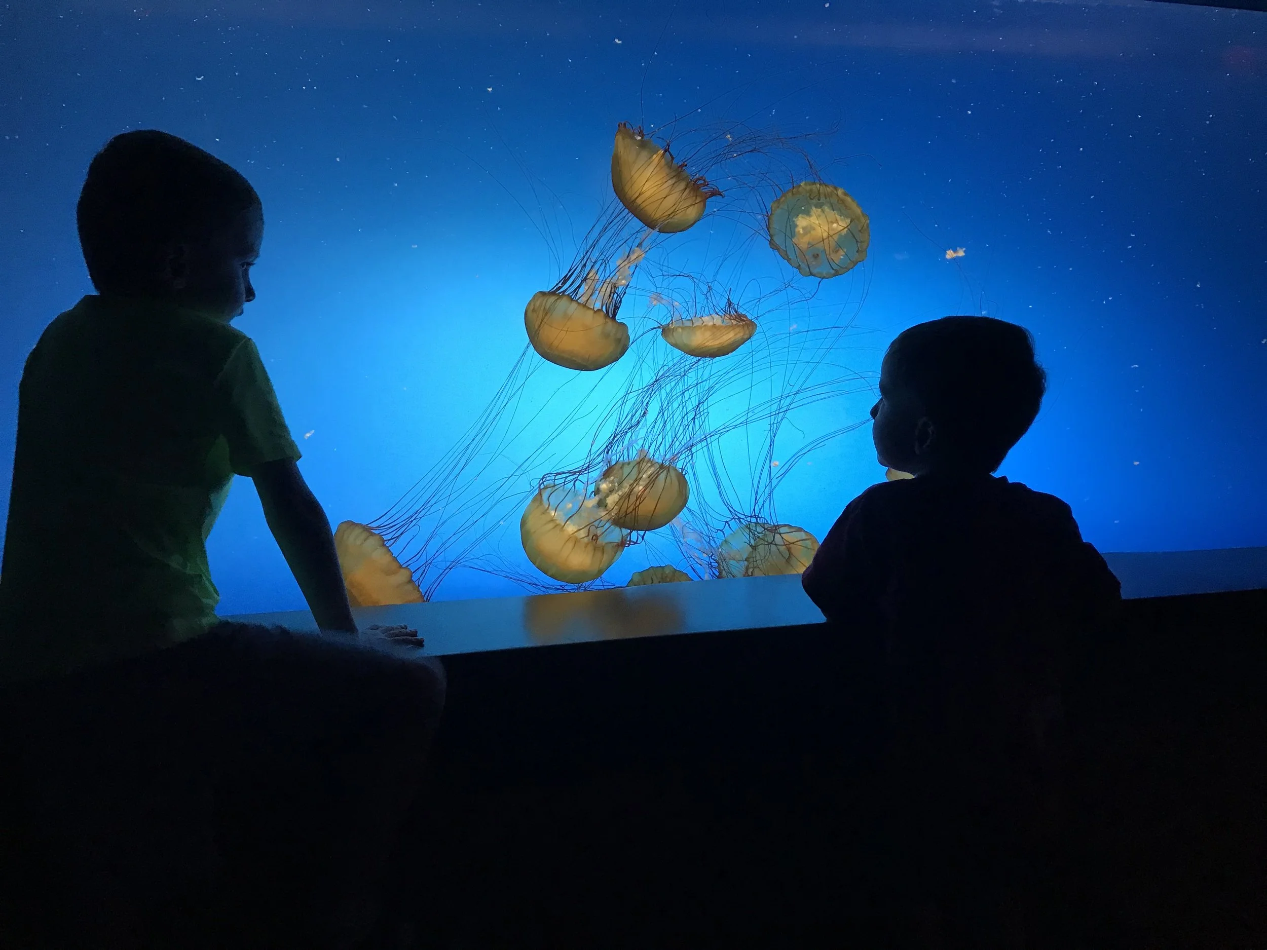 Things to Do in St. Louis with Kids - The St. Louis Aquarium at Union Station