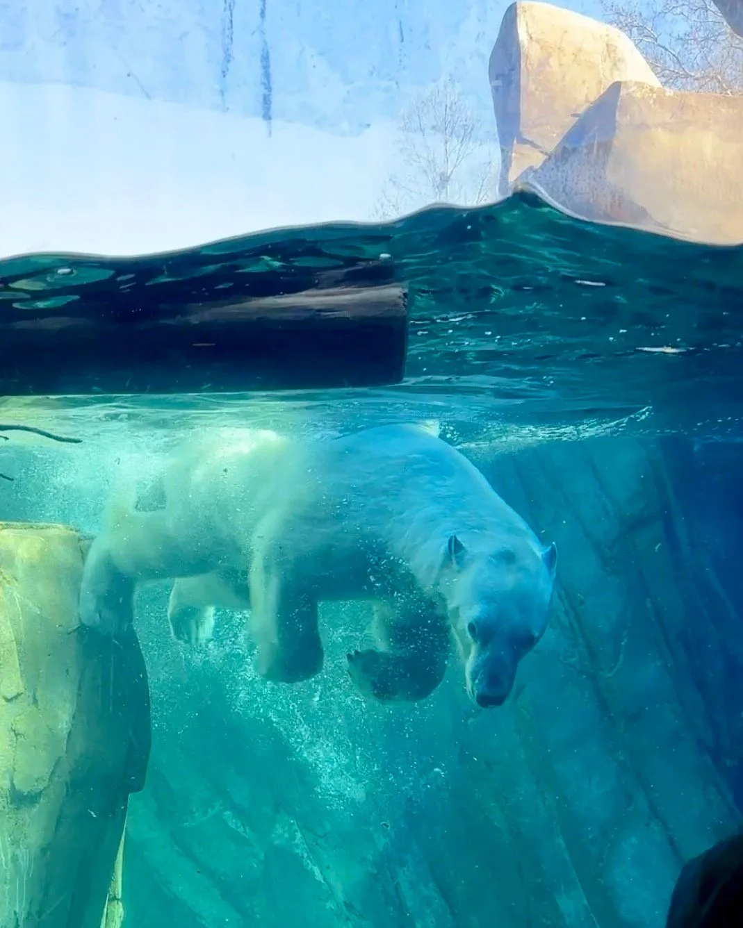 Things to do in stl with kids St. Louis Zoo