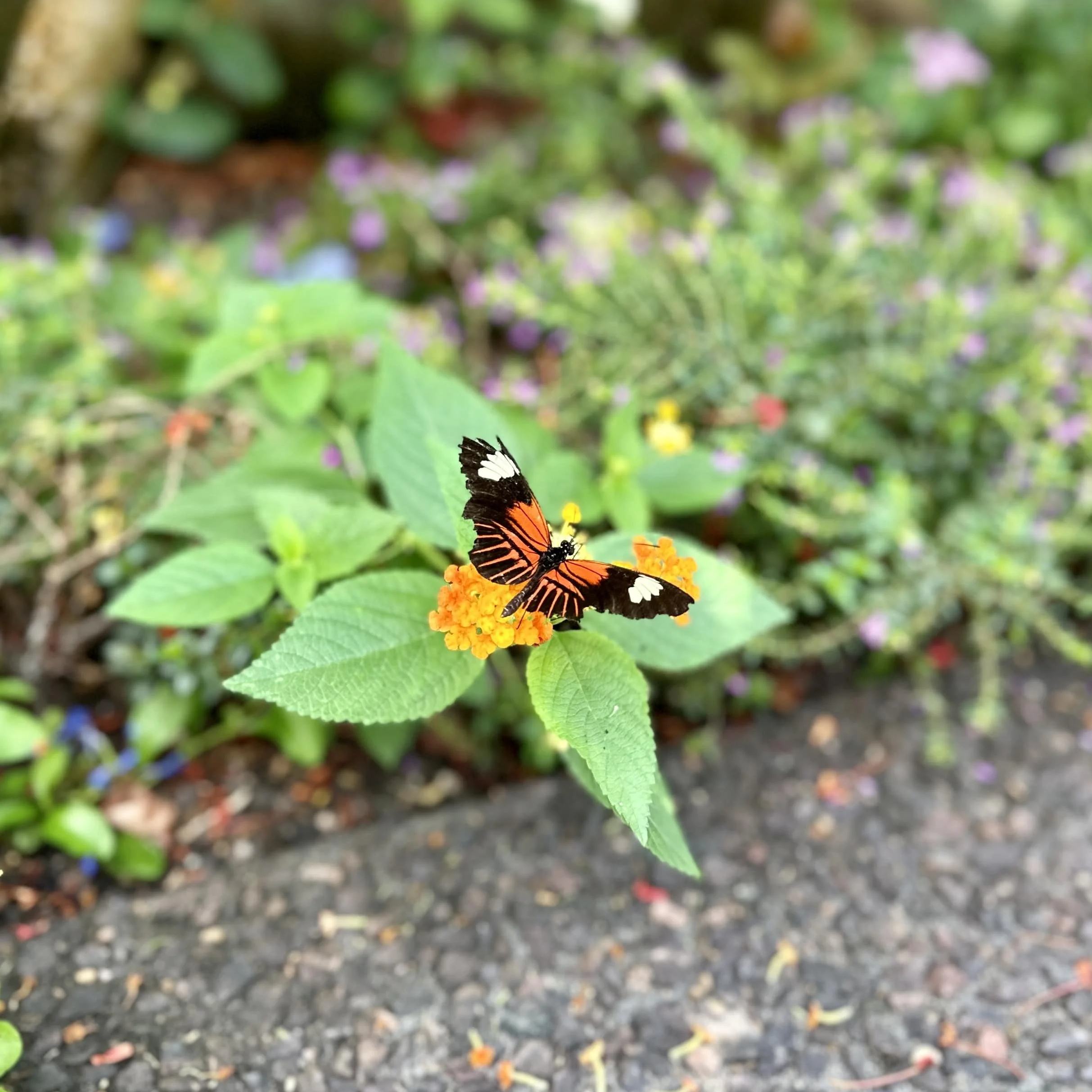 Things to do with kids in St. Louis Butterfly House