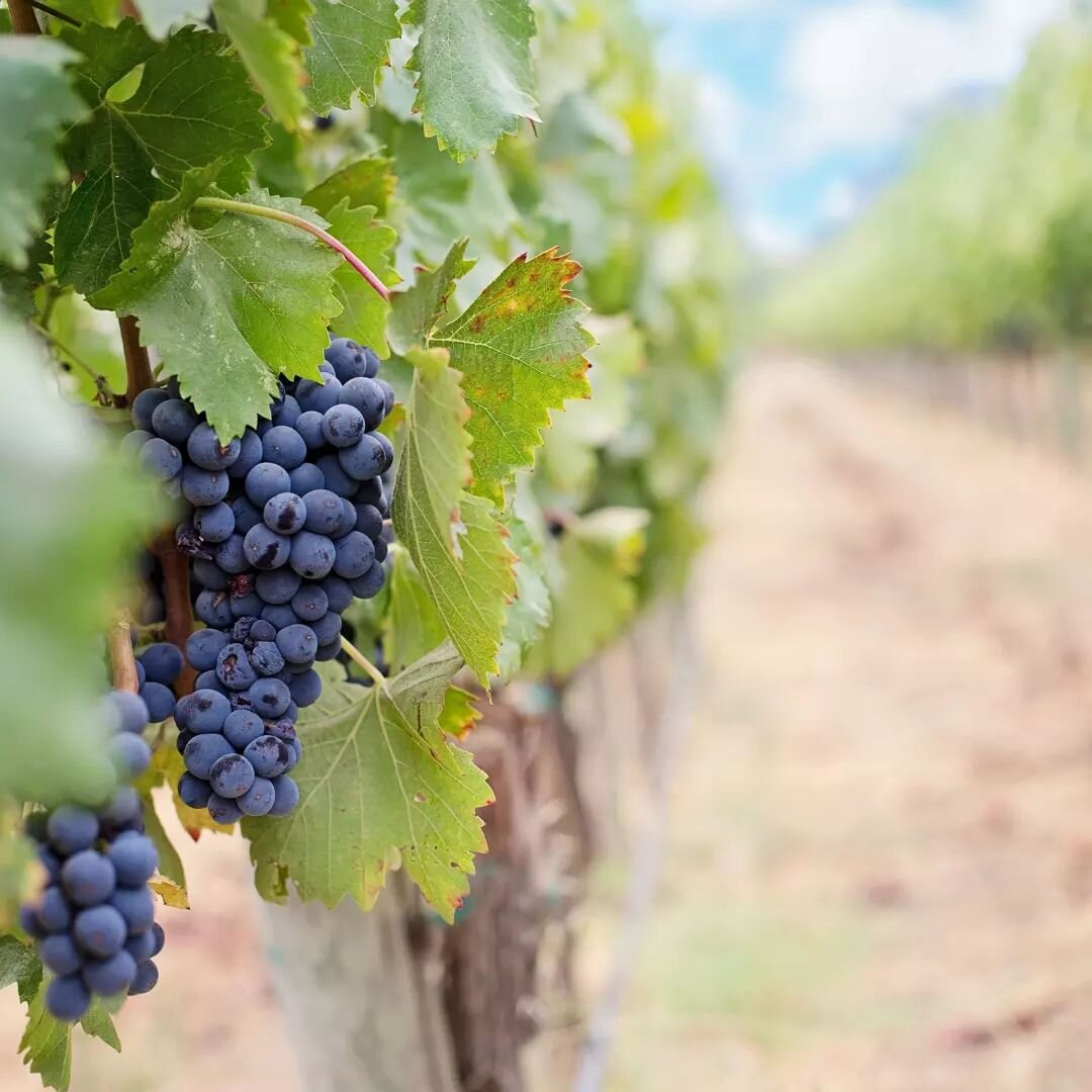 There are many popular varieties of wine that can be found in Baja California. These include:

-Chenin Blanc
-Colombard
-Sauvignon Blanc
-Chardonnay
-Cabernet Sauvignon
-Grenache

With a wide range of wines produced in this region, there is something