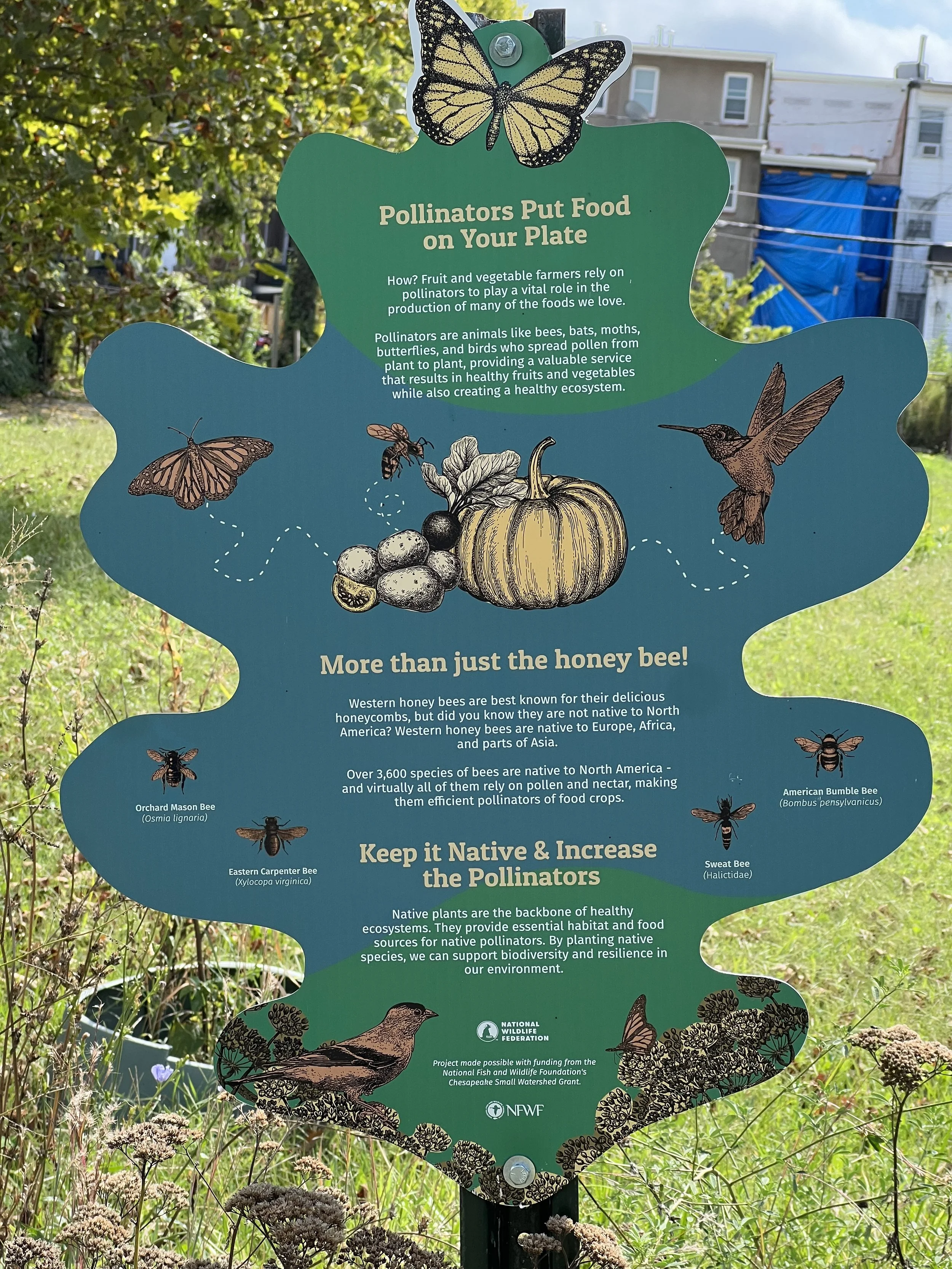 Spreading the Joy: Pollinator Gardens Feed Baltimore Ecosystem