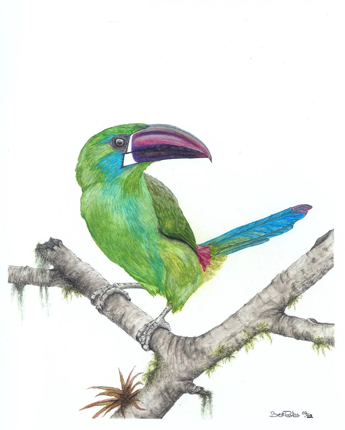 Crimson-Rumped Toucanet - Brett Parker
