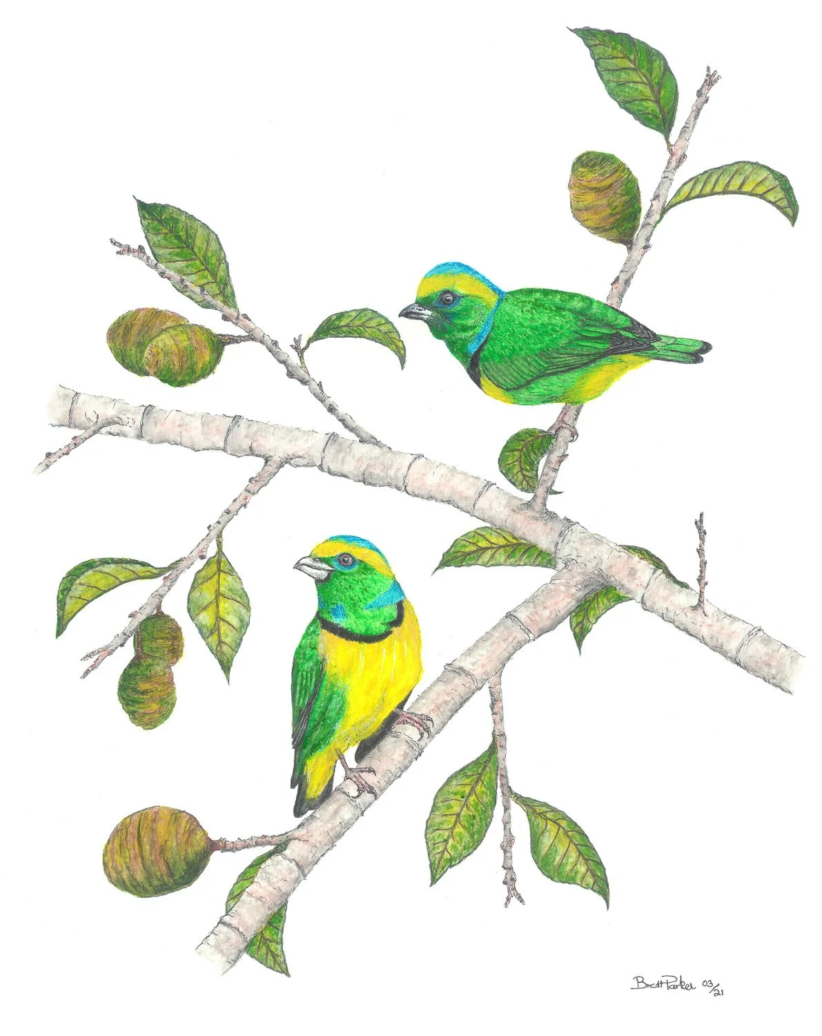 Golden-Browed Chlorophonia - Brett Parker