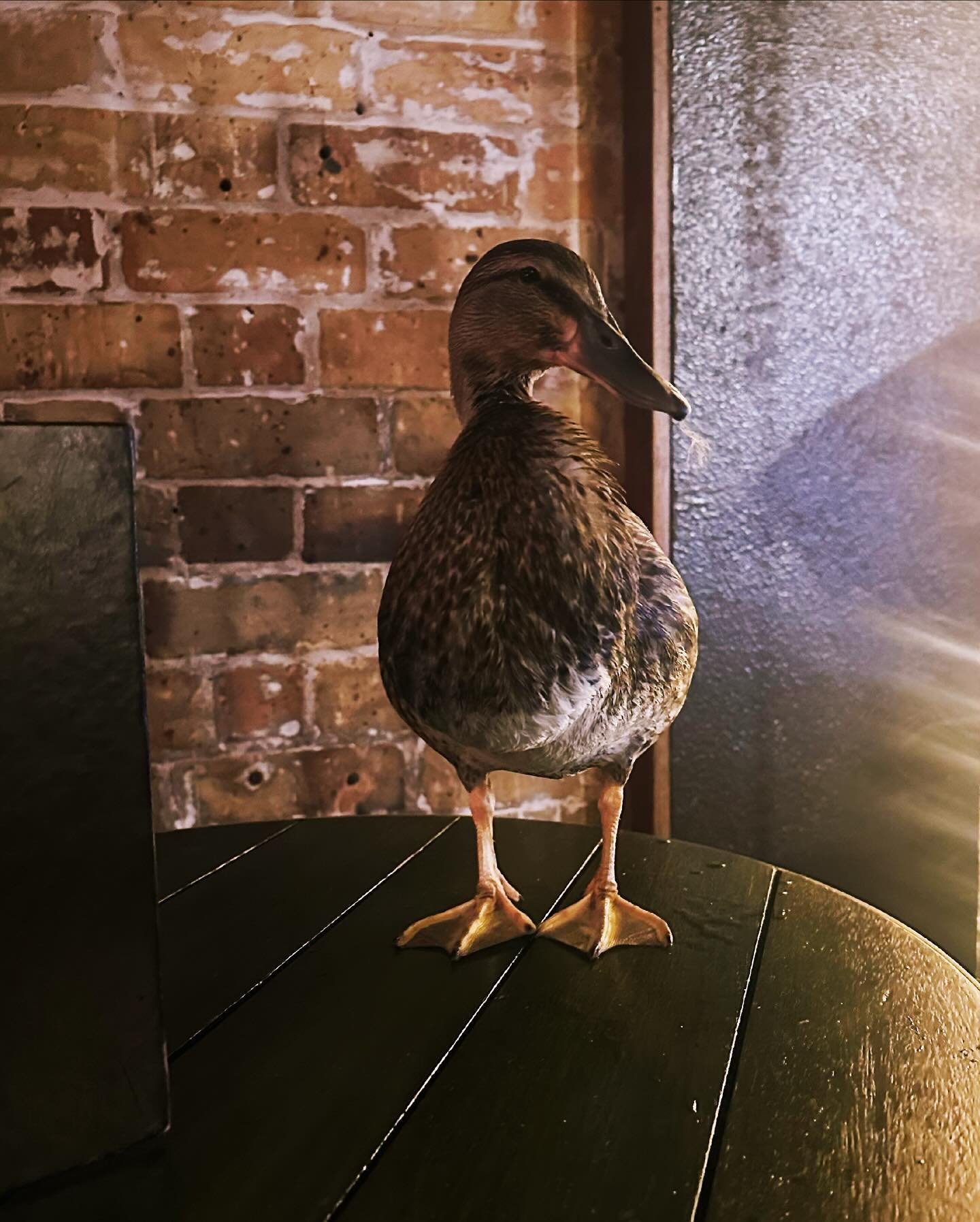 // We&rsquo;re sure there&rsquo;s some &ldquo;a duck walks into a bar&rdquo; joke here, but we&rsquo;re too flabbergasted to think straight. We get a few dogs popping in, but ducks? Not so much. Clearly, Se&ntilde;or Quackie felt the storm the other 
