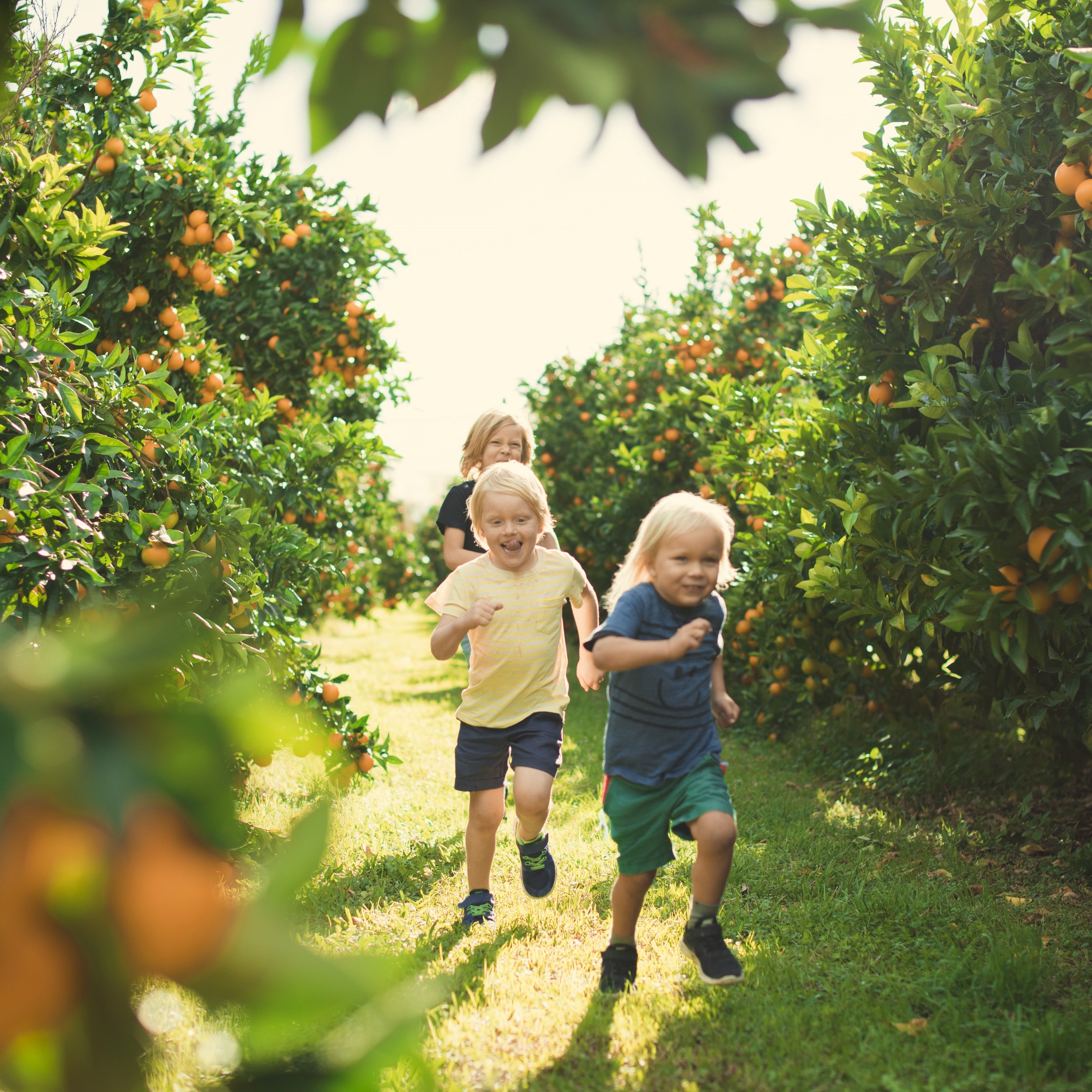 Enjoy First Fresh citrus at the finish-line!