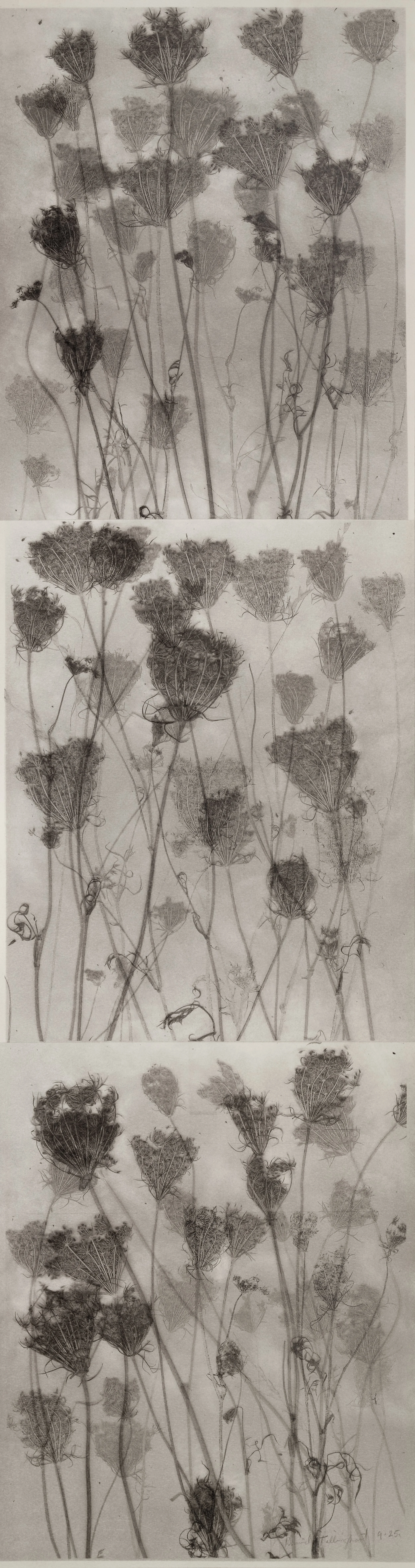 Queen Ann’s Lace Vertical.jpg