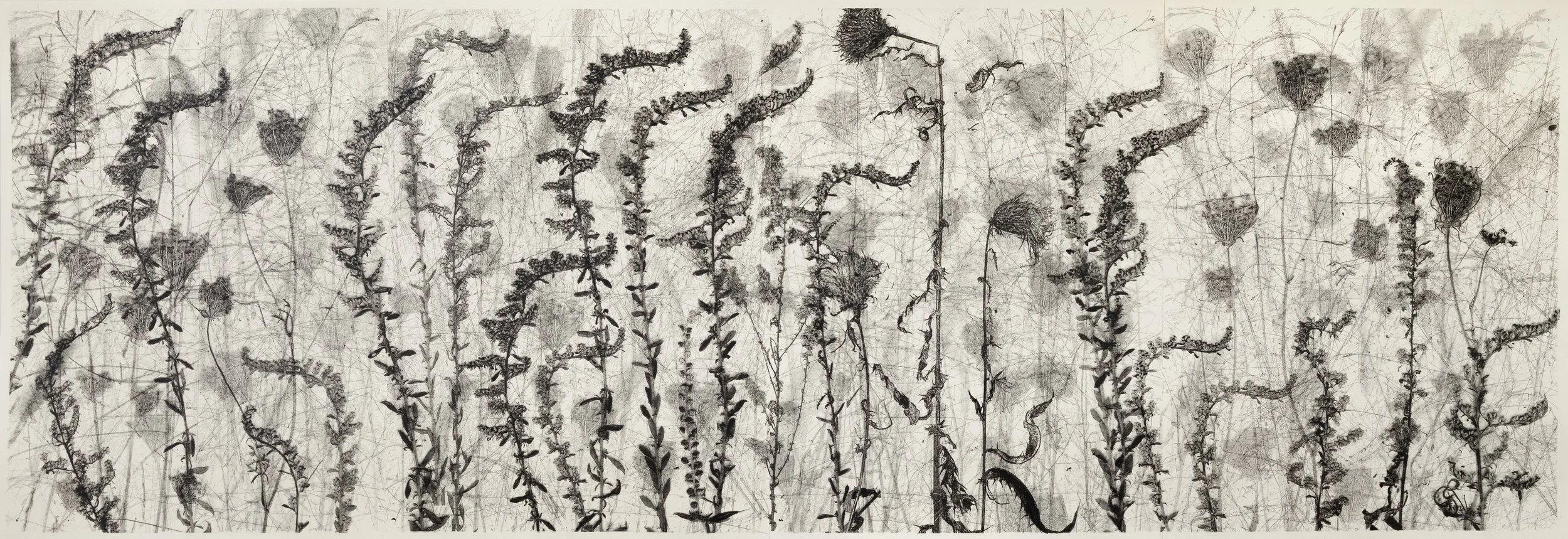 Golden Rod Horizontal (compressesd).jpg