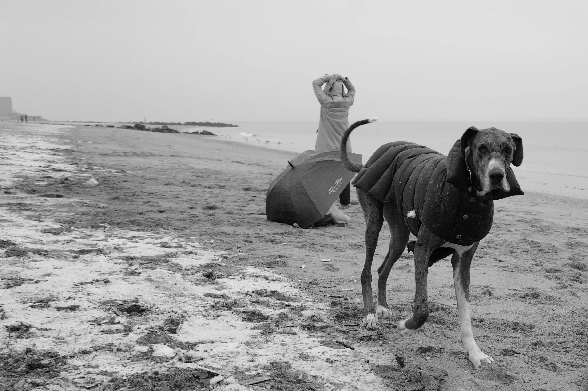 Un chien portant un manteau noir marche sur la plage, au loin une personne avec un parapluie et un horizon marin.