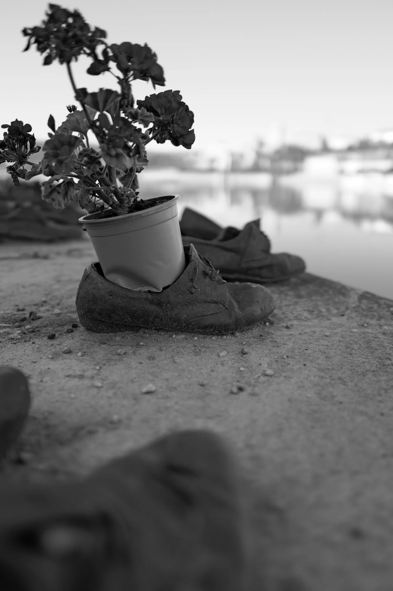 Une plante en pot posée sur une pierre, avec une vue floue d'une ville et d'un corps d'eau en arrière-plan.