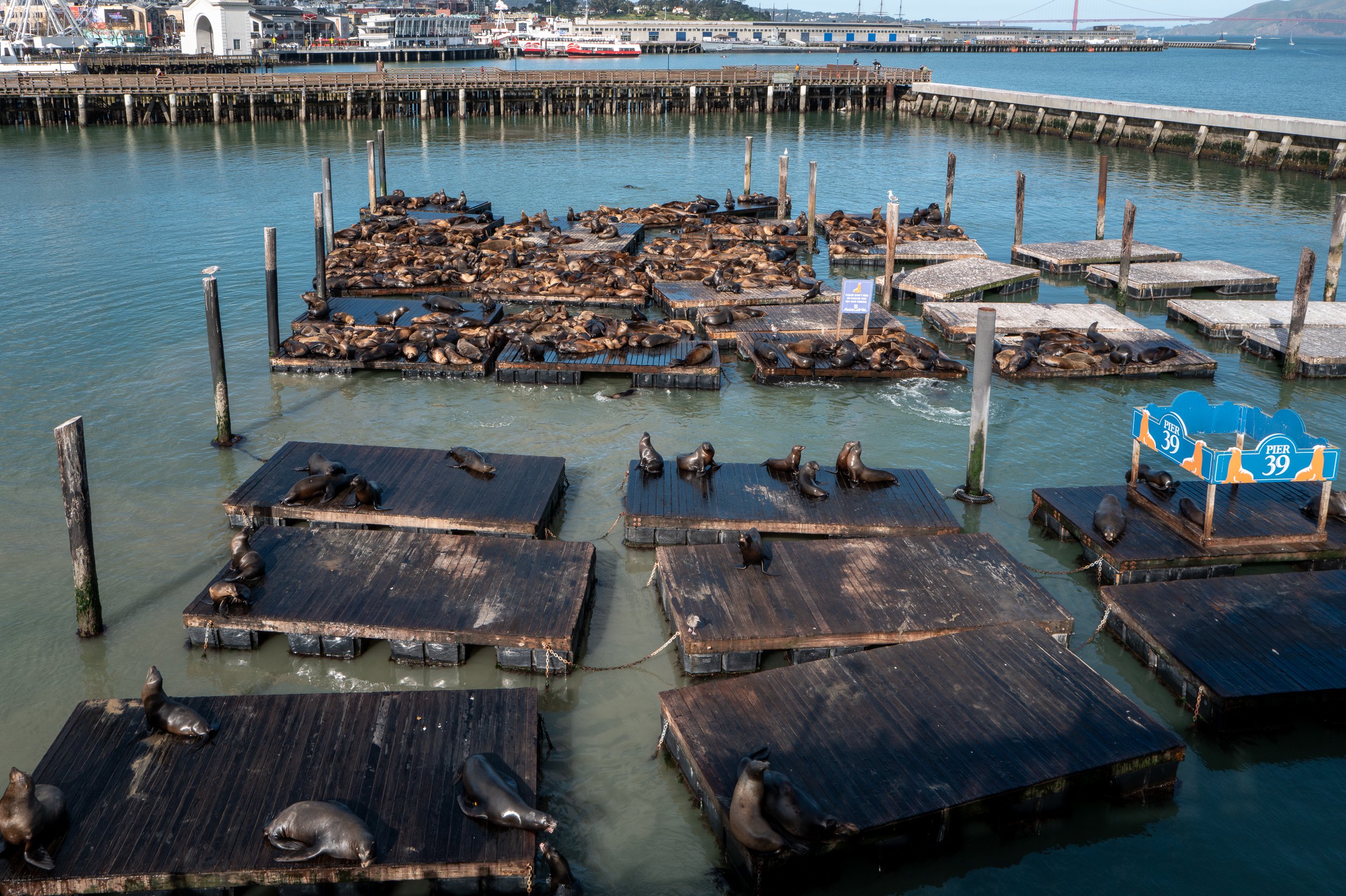 De nombreux phoques reposent sur des plateformes en bois dans un port, avec des eaux calmes et un fond urbain.