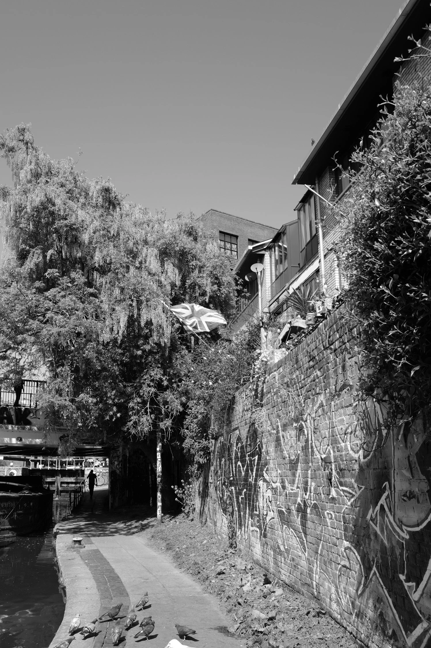 Rue urbaine le long d'un canal avec pigeons, graffitis sur un mur et arbres en arrière-plan, en noir et blanc.