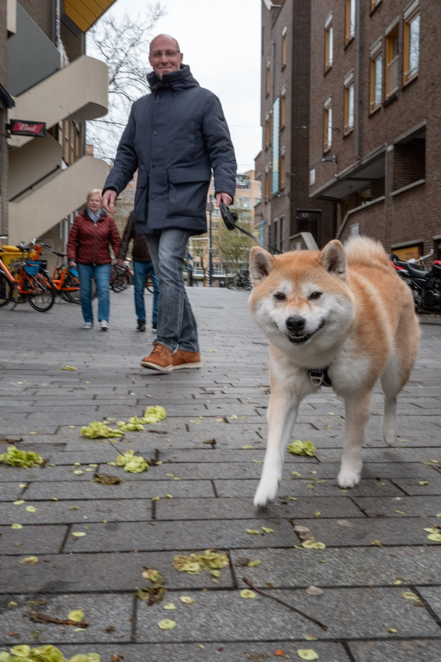 Un chien de race Shiba Inu marche sur un trottoir avec des feuilles mortes par terre. Des personnes, un homme avec un manteau bleu et une femme avec un manteau rouge, marchent à l'arrière. Le décor est urbain avec des bâtiments en pierre et un ciel n