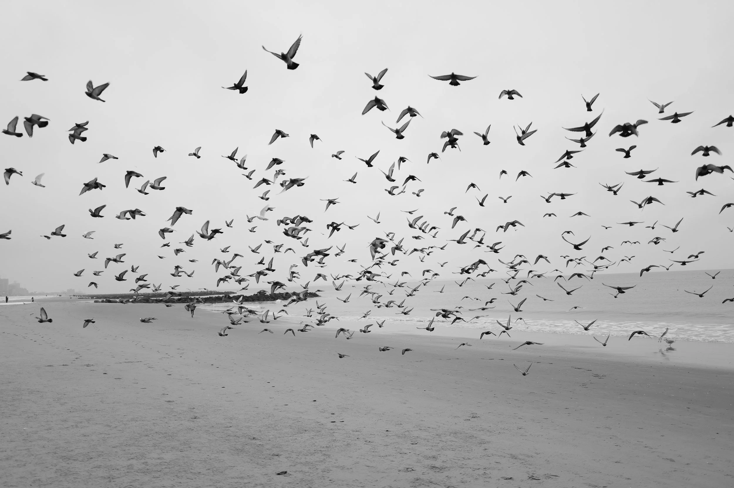 Une multitude d'oiseaux volant au-dessus d'une plage en noir et blanc.