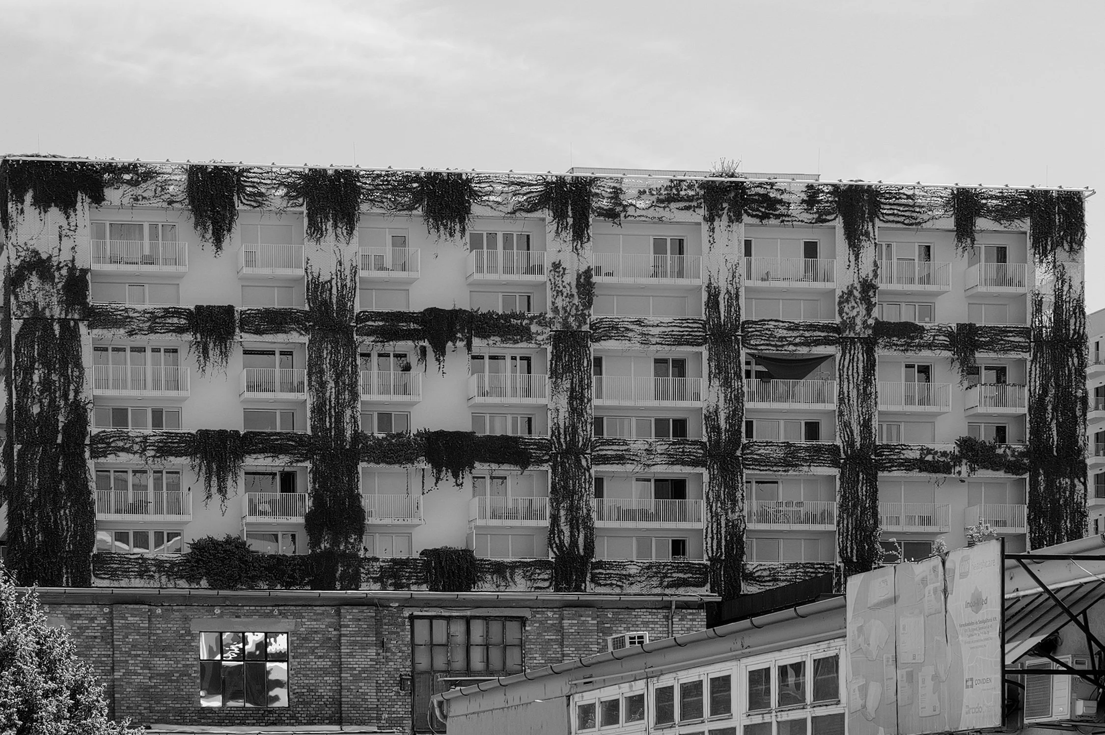 Un immeuble résidentiel à plusieurs étages avec des balcons, recouvert partiellement de plantes grimpantes, vu en noir et blanc.