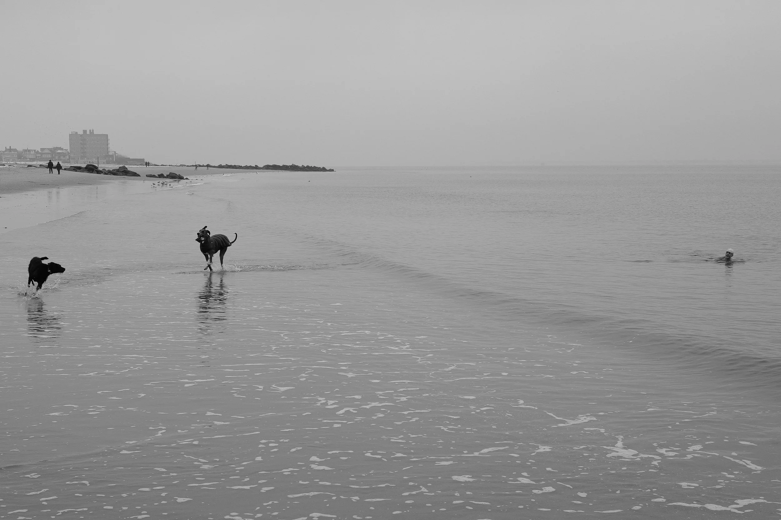 Trois chiens jouent dans la mer par temps gris, avec un horizon brumeux et des bâtiments en arrière-plan.