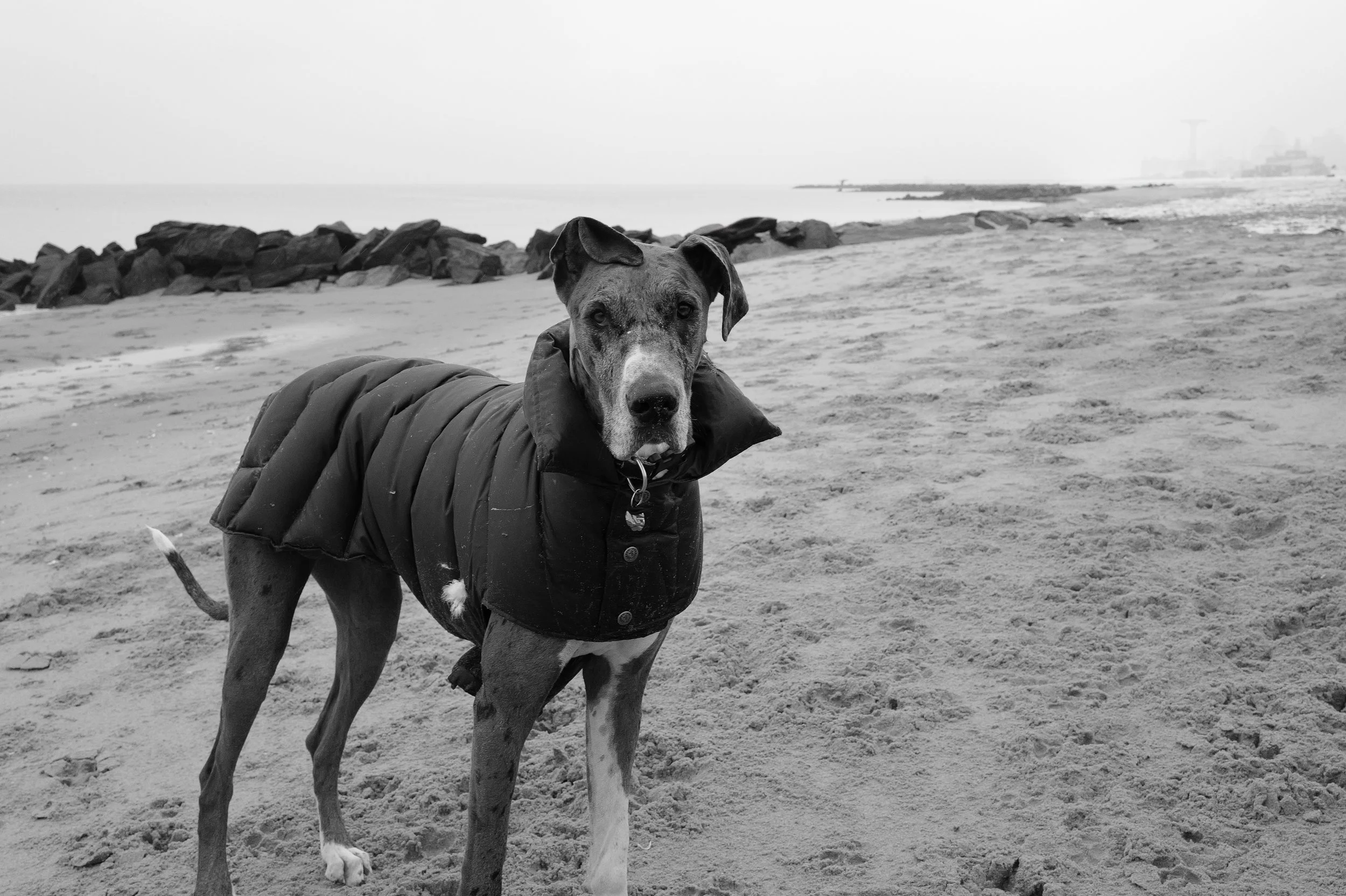 Chiot typesi debout sur la plage, portant un gilet noir, le regard vers l'objectif, avec la mer et des rochers en arrière-plan