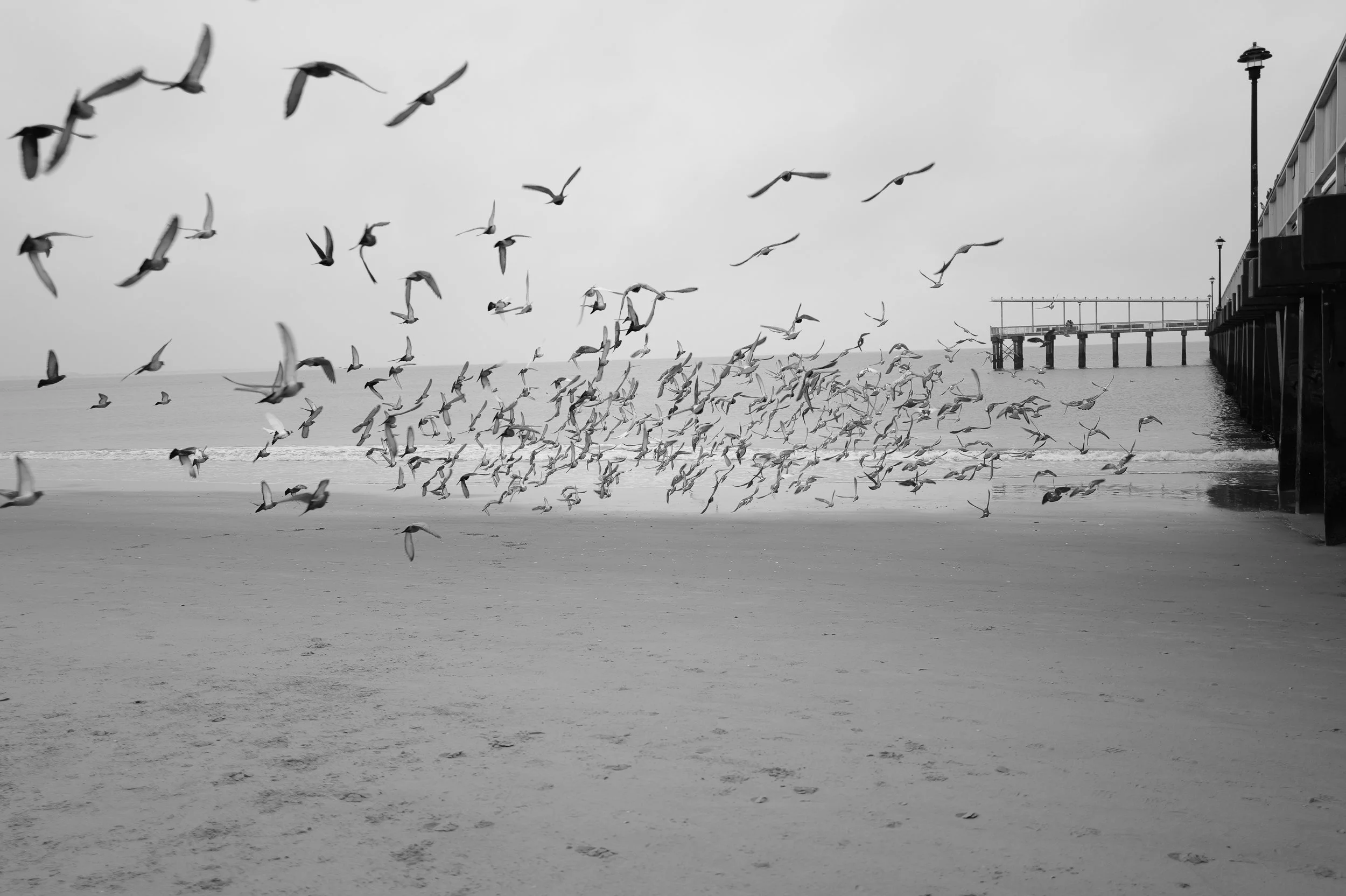 Une plage avec des mouettes en vol et une jetée en bois à droite, vue en noir et blanc.