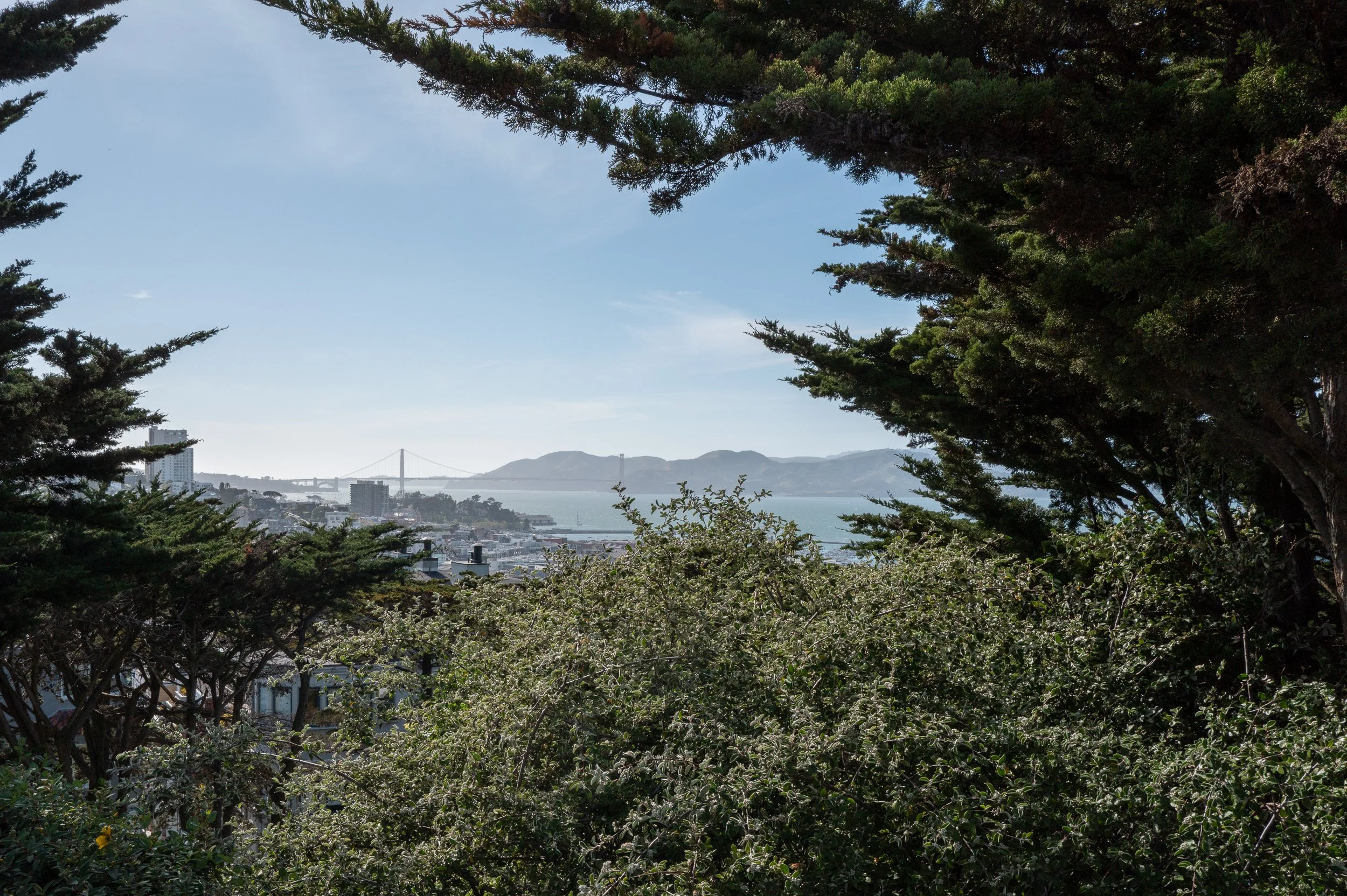 Vue de la ville de San Francisco avec le pont du Golden Gate en arrière-plan, entourée de végétation et d'arbres entourant le point de vue.