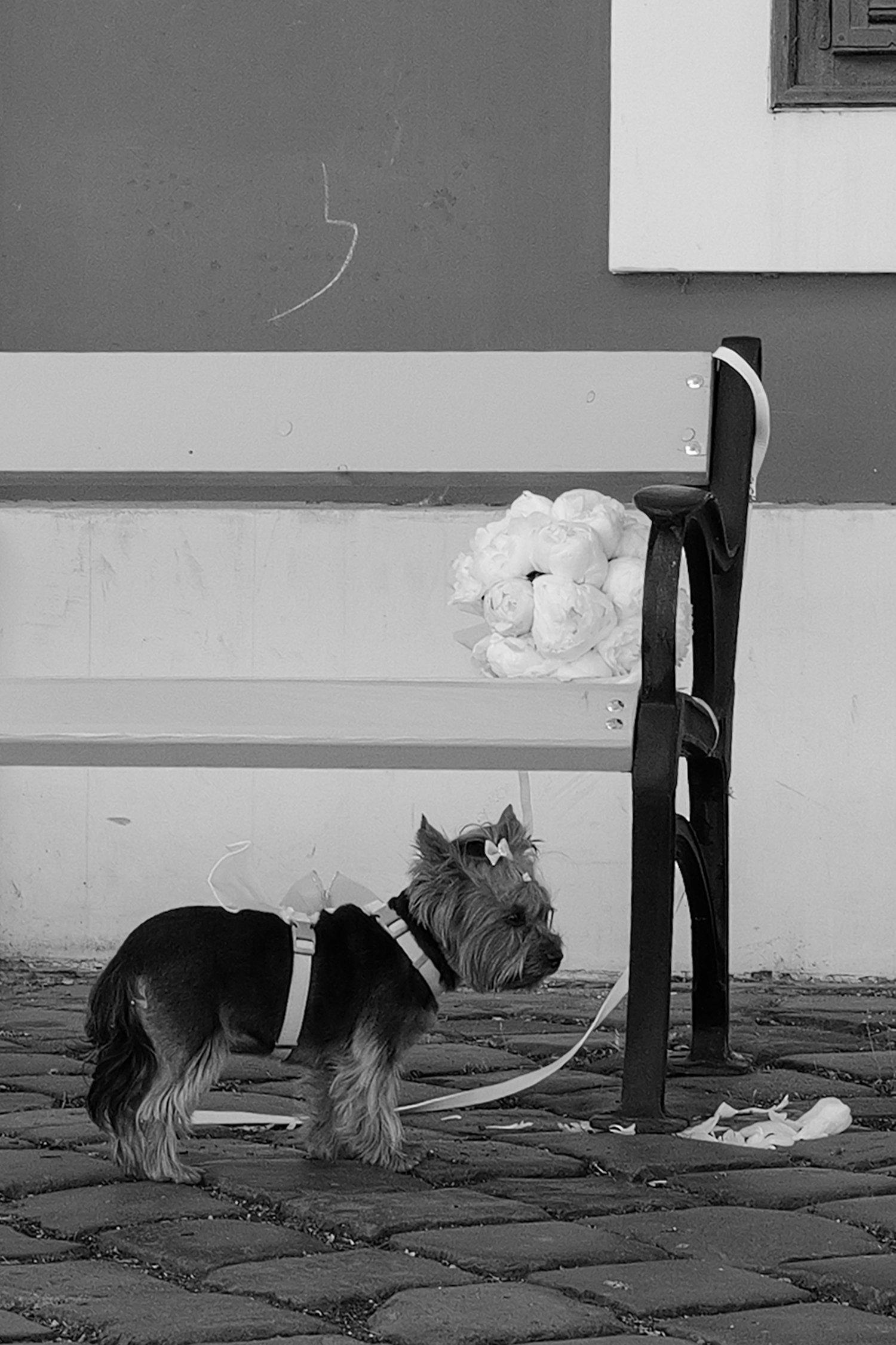 Un chien de race berger allemand avec un sac à dos, assis sur un trottoir en pierre, près d'une chaise en bois, sous une table avec un bouquet de fleurs en papier et une bouteille d'eau, devant une maison avec un mur gris et une fenêtre.