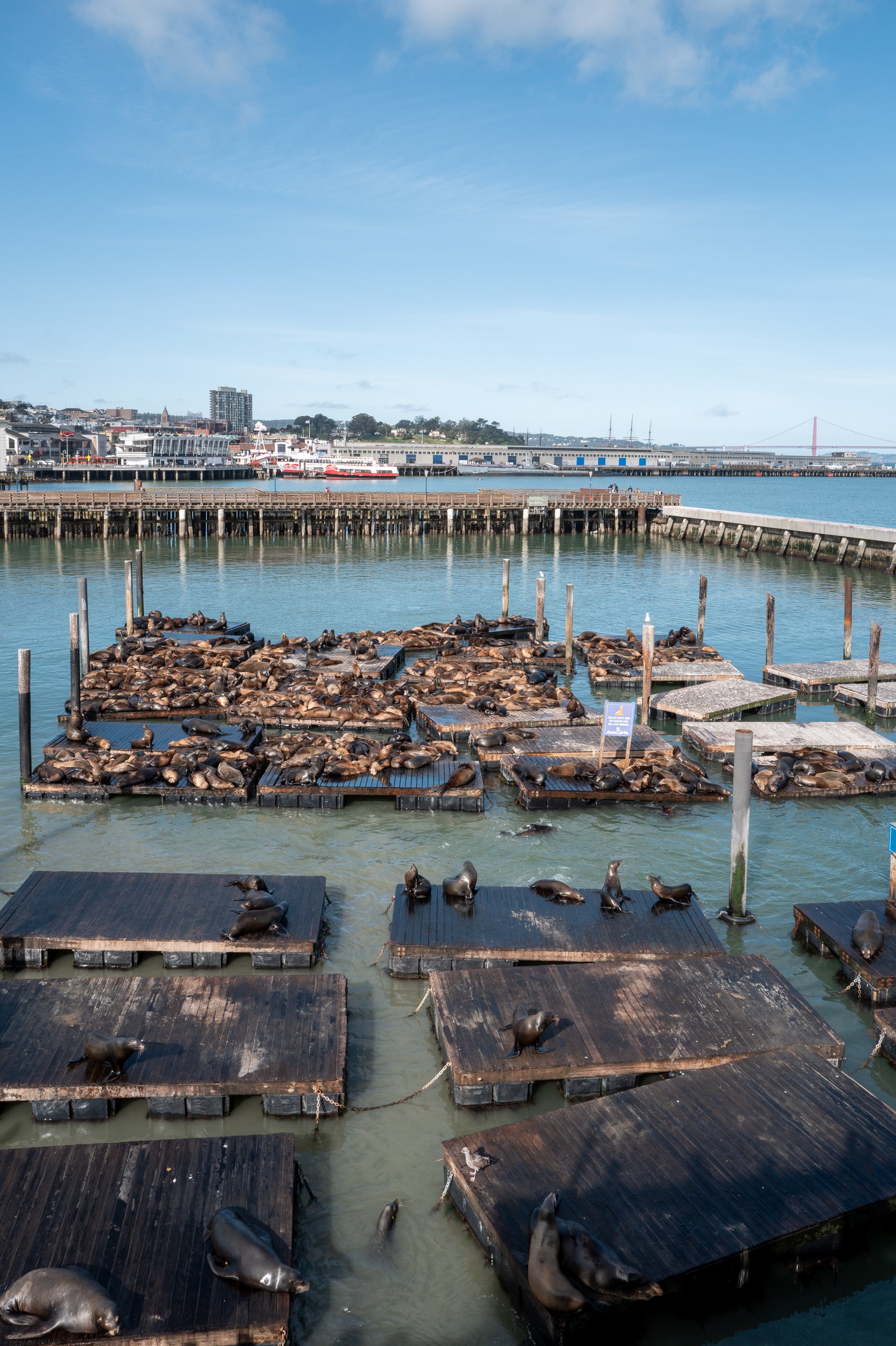 Une marina avec de nombreuses otaries se prélassant sur des plateformes en bois flottantes
