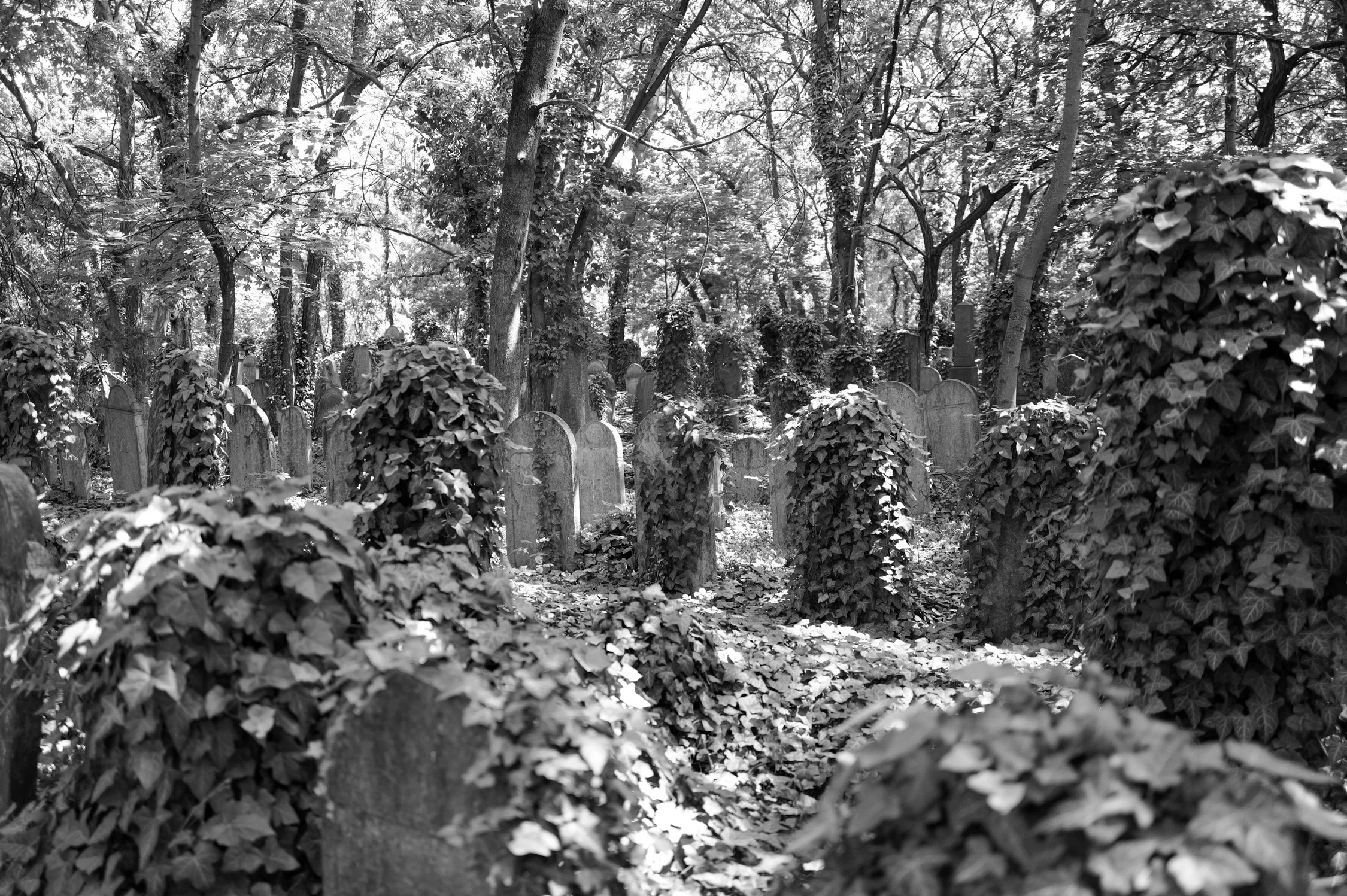 Cimetière avec des pierres tombales entourées d'arbres et de végétation.