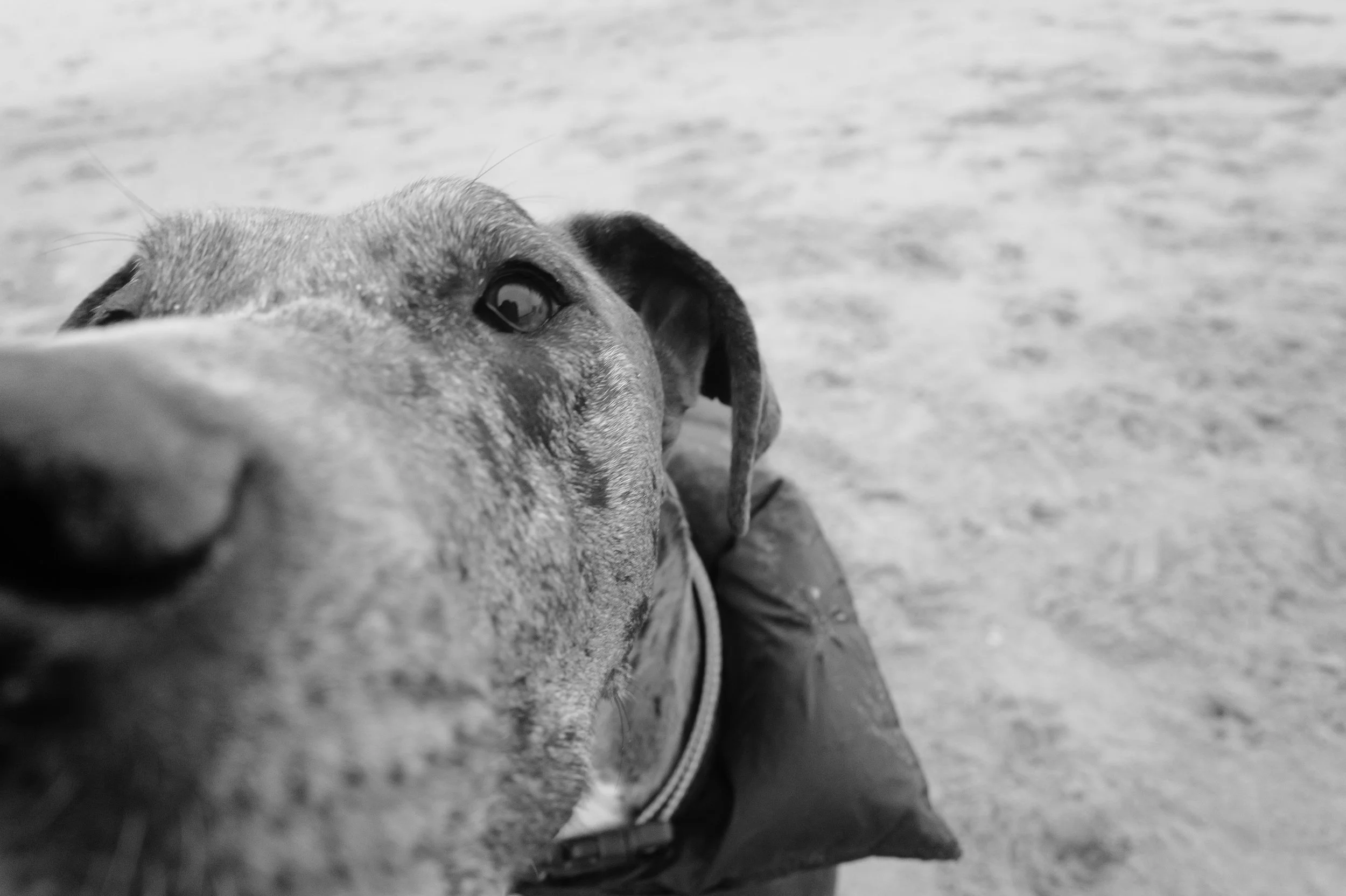 Un chien de race inconnue vue en gros plan, la tête posée sur le sol, dans un environnement extérieur. La photo est en noir et blanc.
