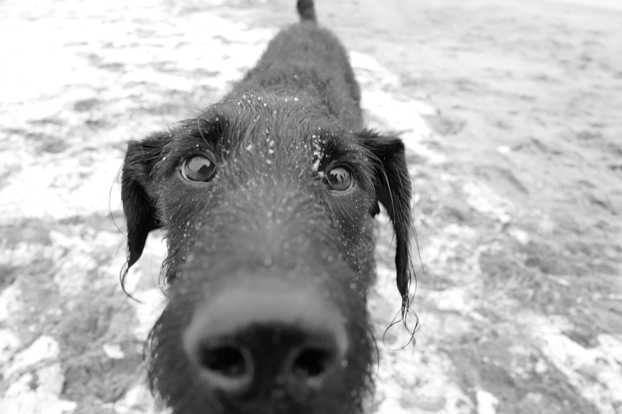 Chien noir avec de la glace ou de l'eau sur le visage, regardant la caméra dans un environnement enneigé.