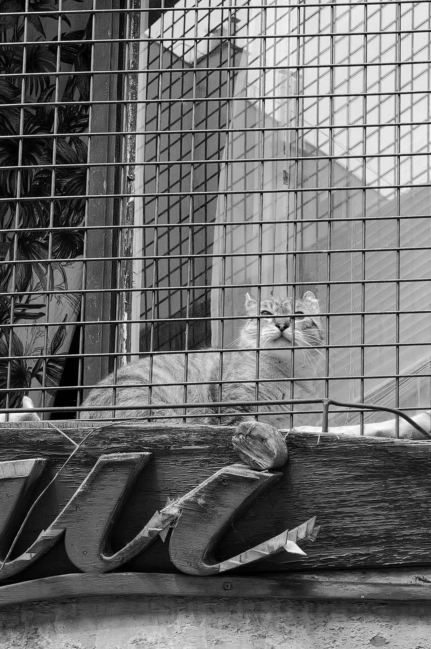 Un chat gris allongé dans une cage en métal, regardant vers l'objectif.