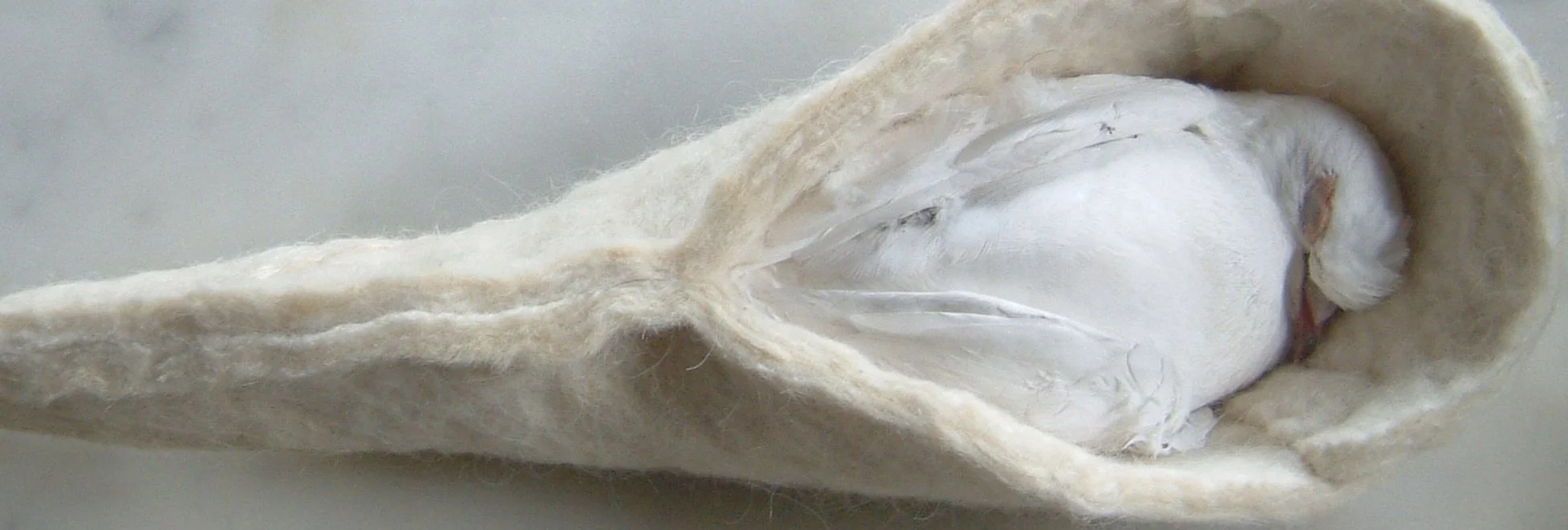 Rewilding our Remains  