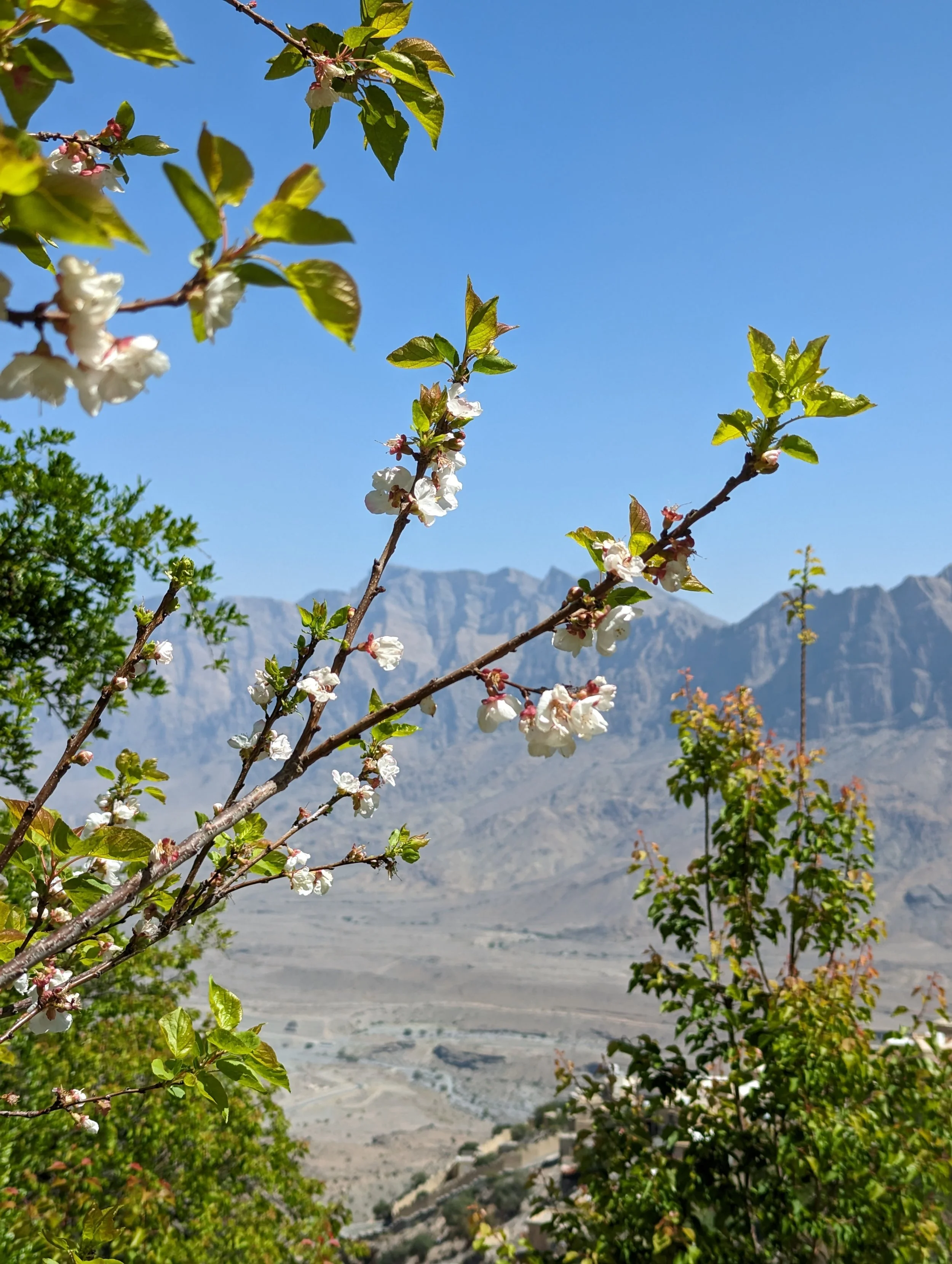 Apricot Blossoms, Wakan Village, Oman.jpg