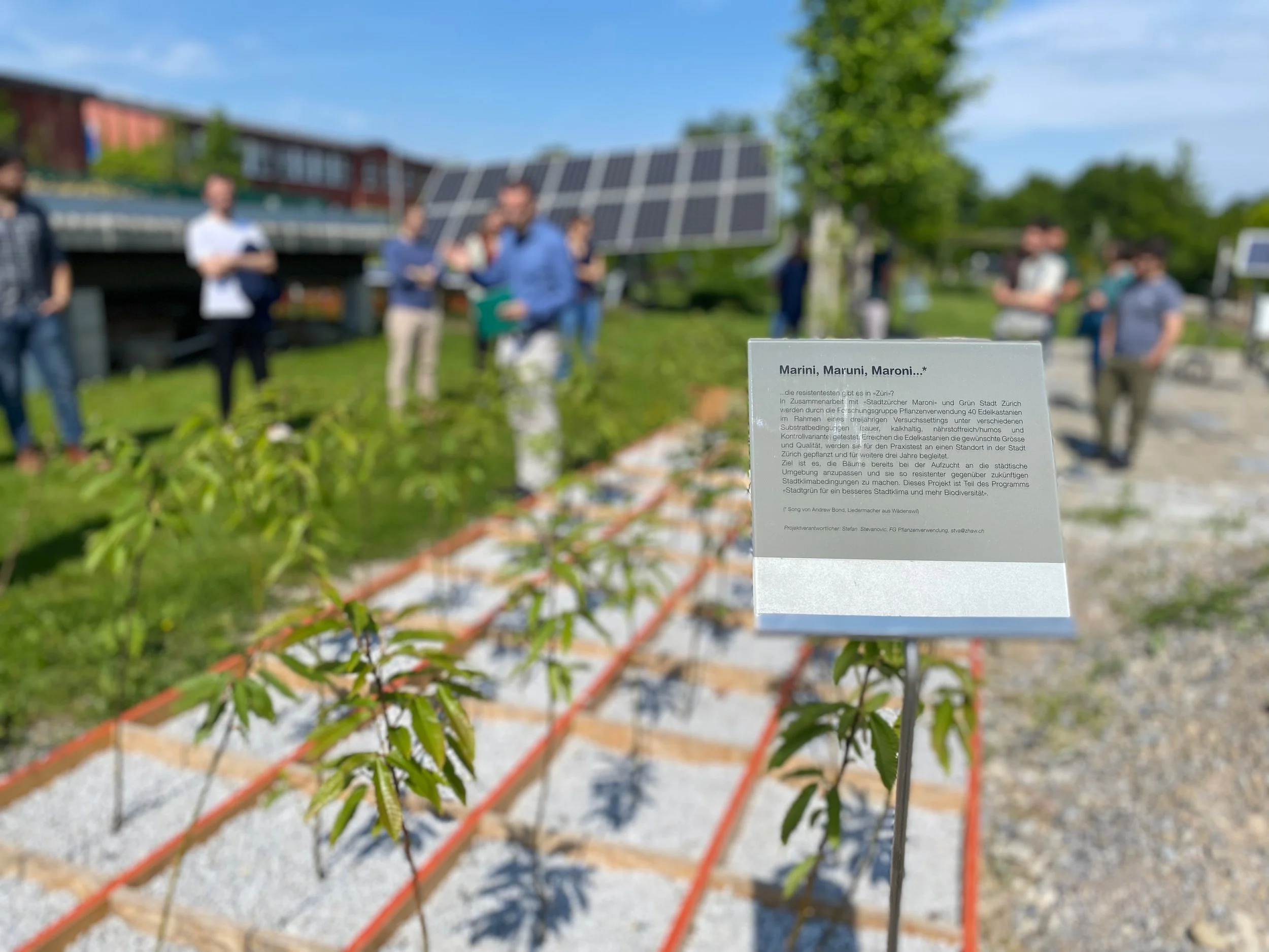 Neues Forschungsprojekt: Wie die Maronibäume in Zürich besser gedeihen können
