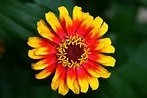 FLOWER ESSENCE WORKSHOP - FREE