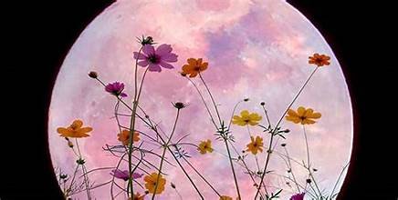 FLOWER MOON CACAO CEREMONY